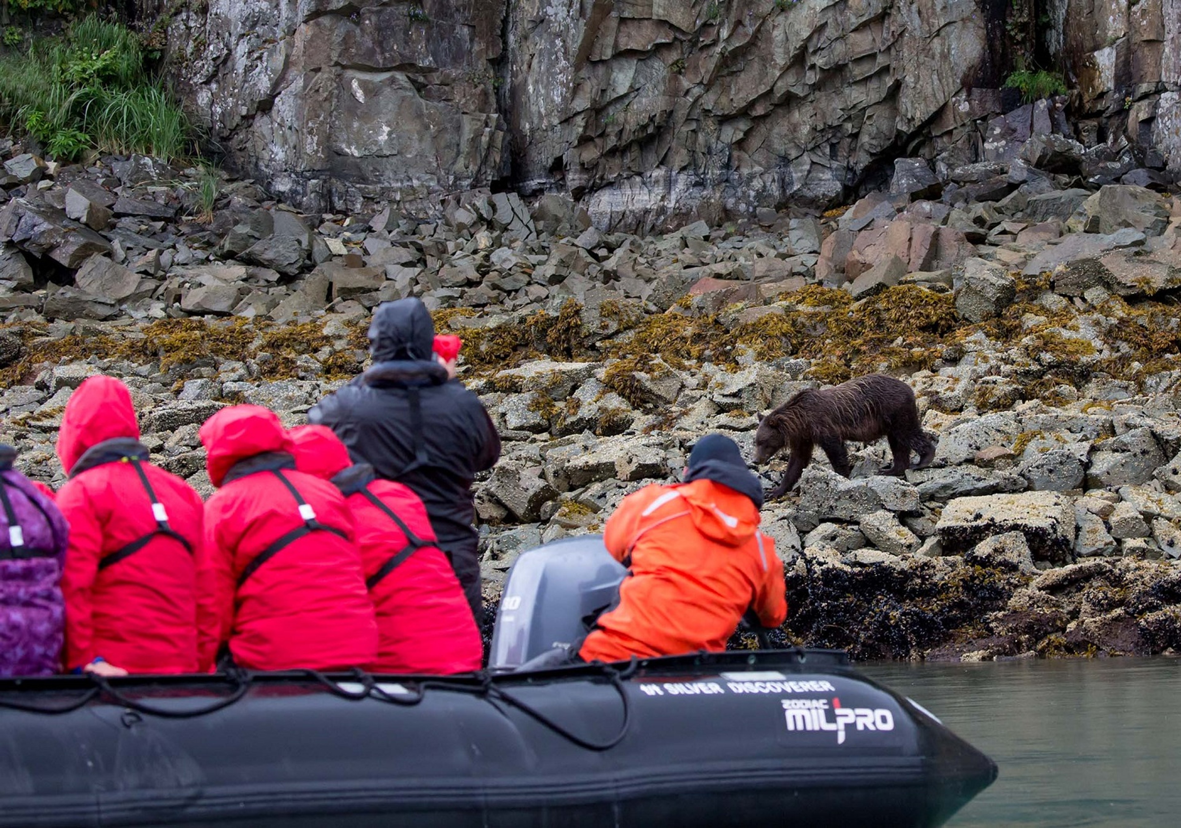Silversea's guests spot a brown bear during salmon season in Alaska./Lucia Griggi