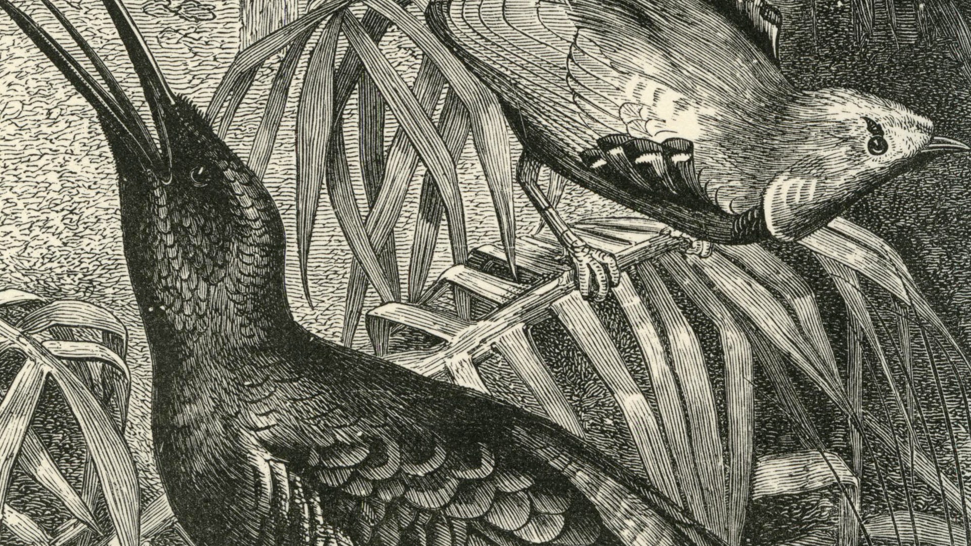 Meet the “Darwin of the East”: The Extraordinary Life of Alfred Russel Wallace