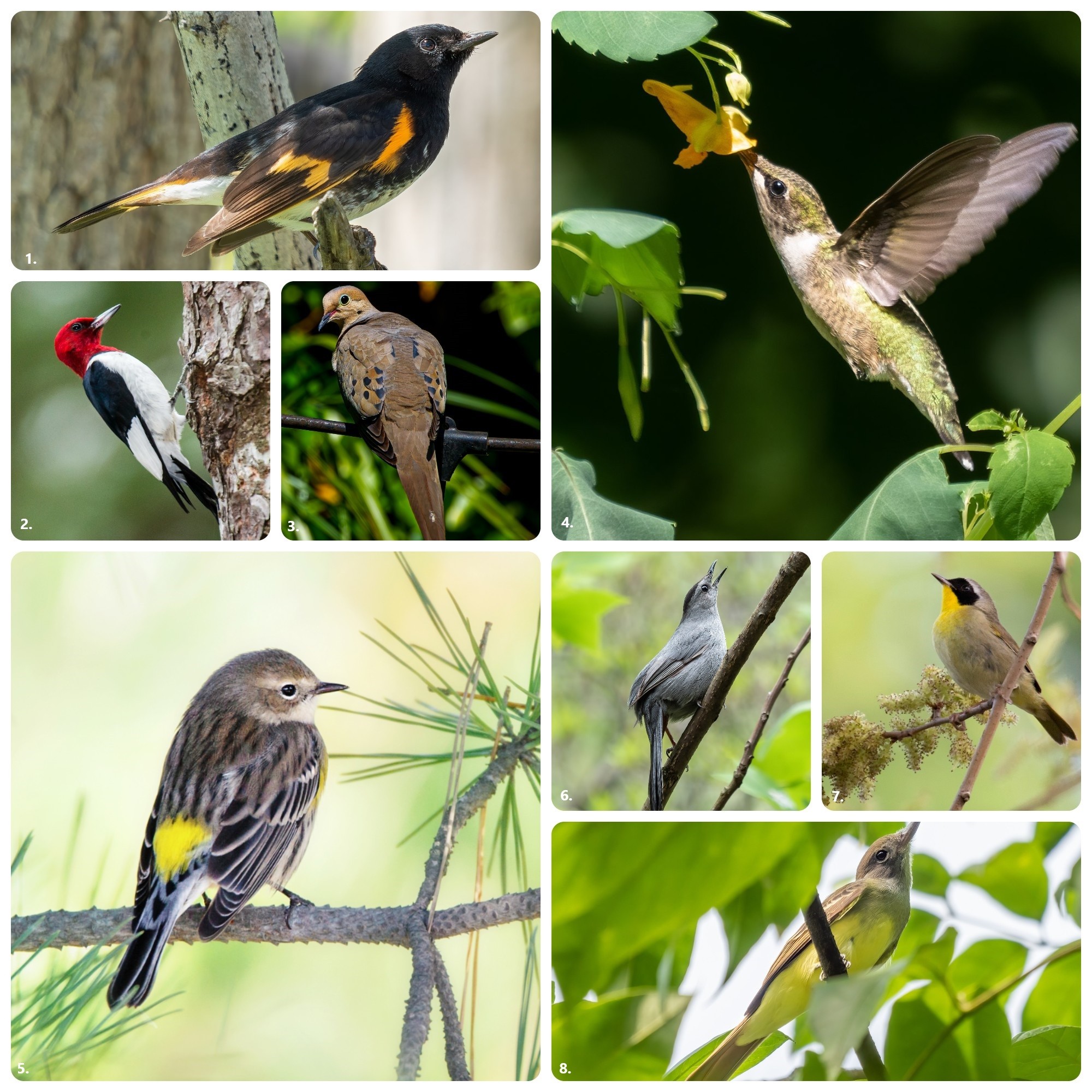 1. American redstart 2. Redheaded woodpecker 3. Mourning dove 4. Ruby-throated hummingbird 5. Yellow-rumped warbler 6. Gray catbird 7. Common yellow-throated warbler 8. Great-crested flycatcher Photos 2, 3, 4, 5 by Getty Images. Photos 1, 4, 6 and 8 Wikimedia Commons by Rhododendriates