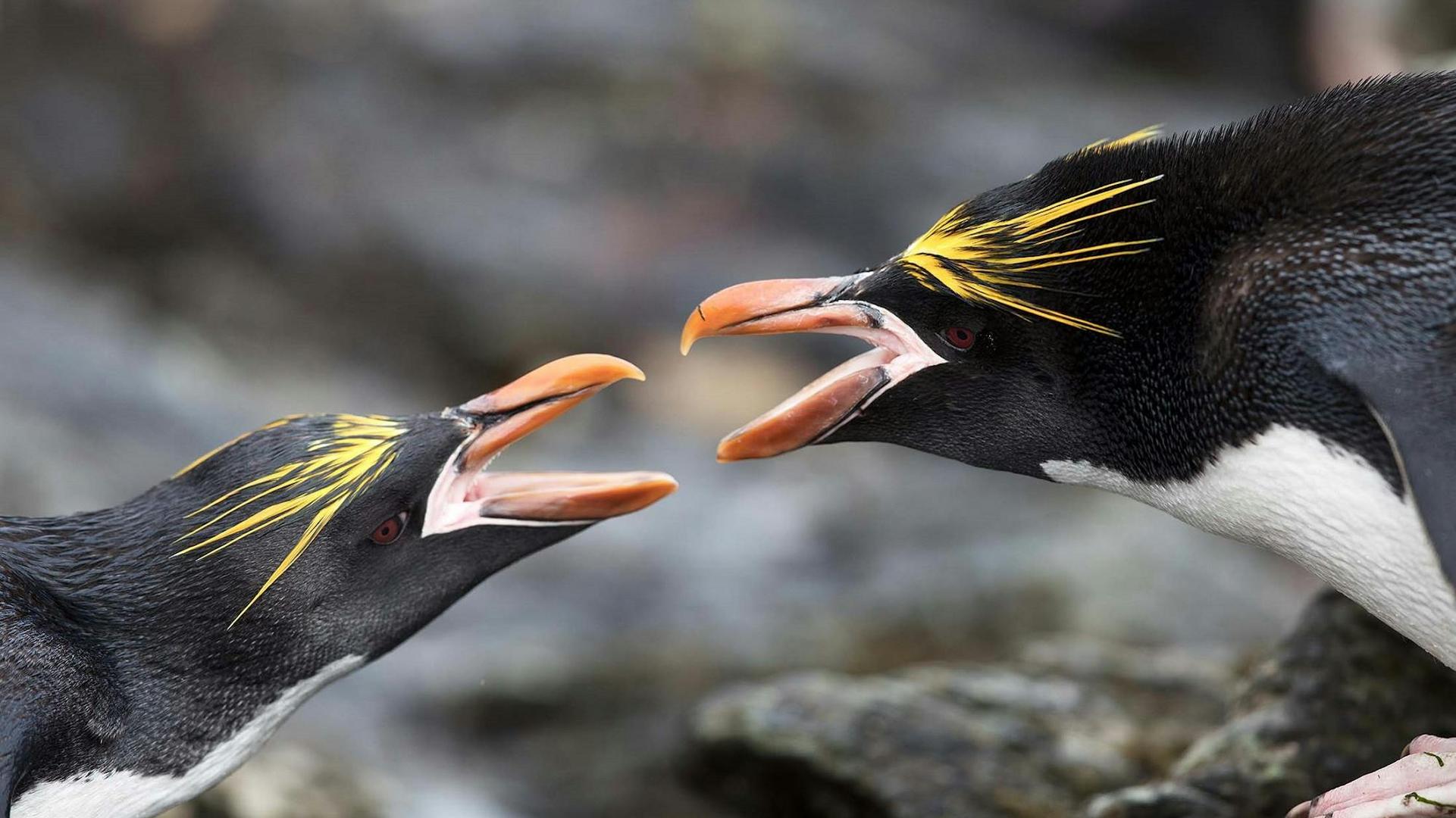On an Antarctica Cruise, South Georgia is the Richest Wilderness on Earth