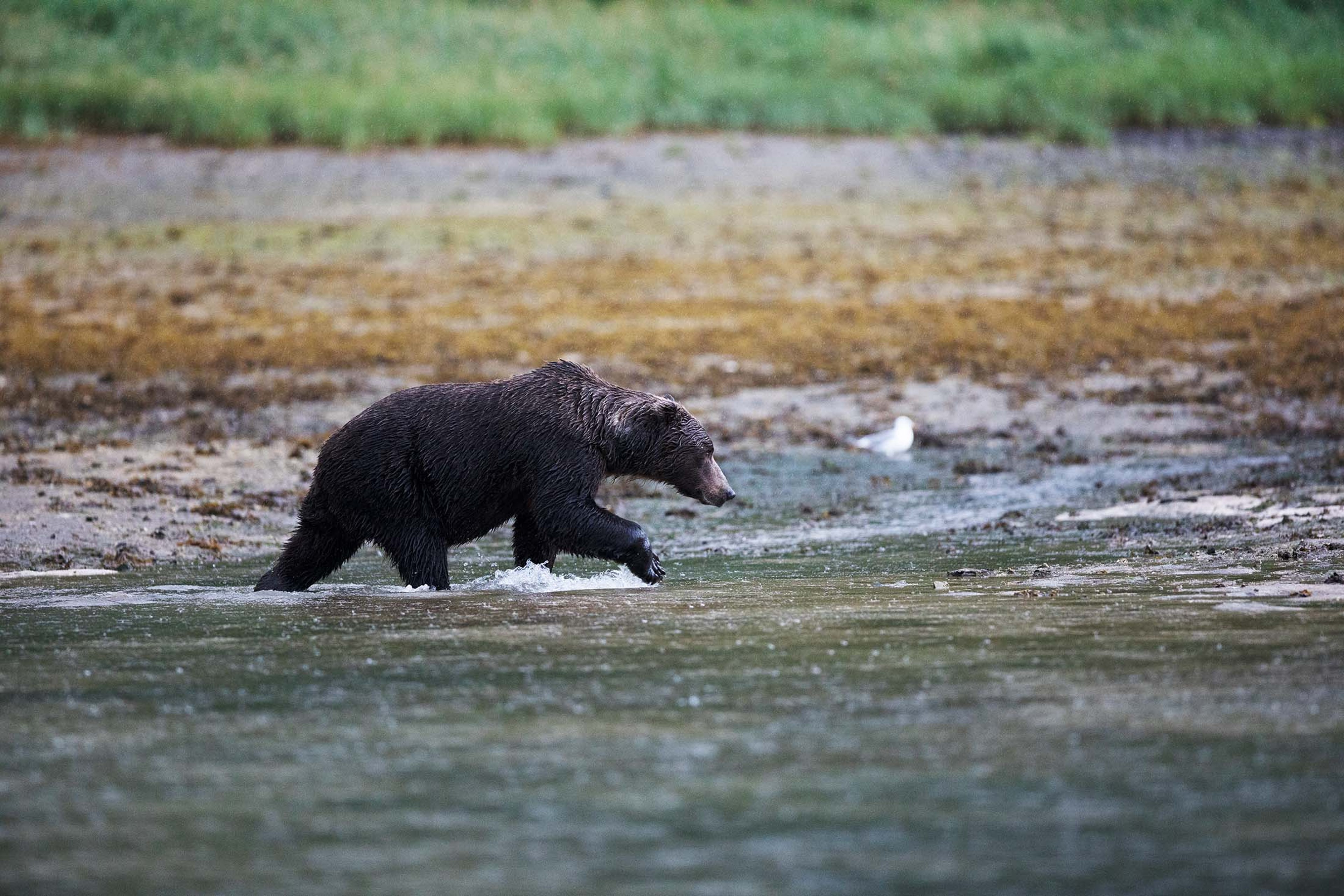 Bear sighting, Alaska./Lucia Griggi