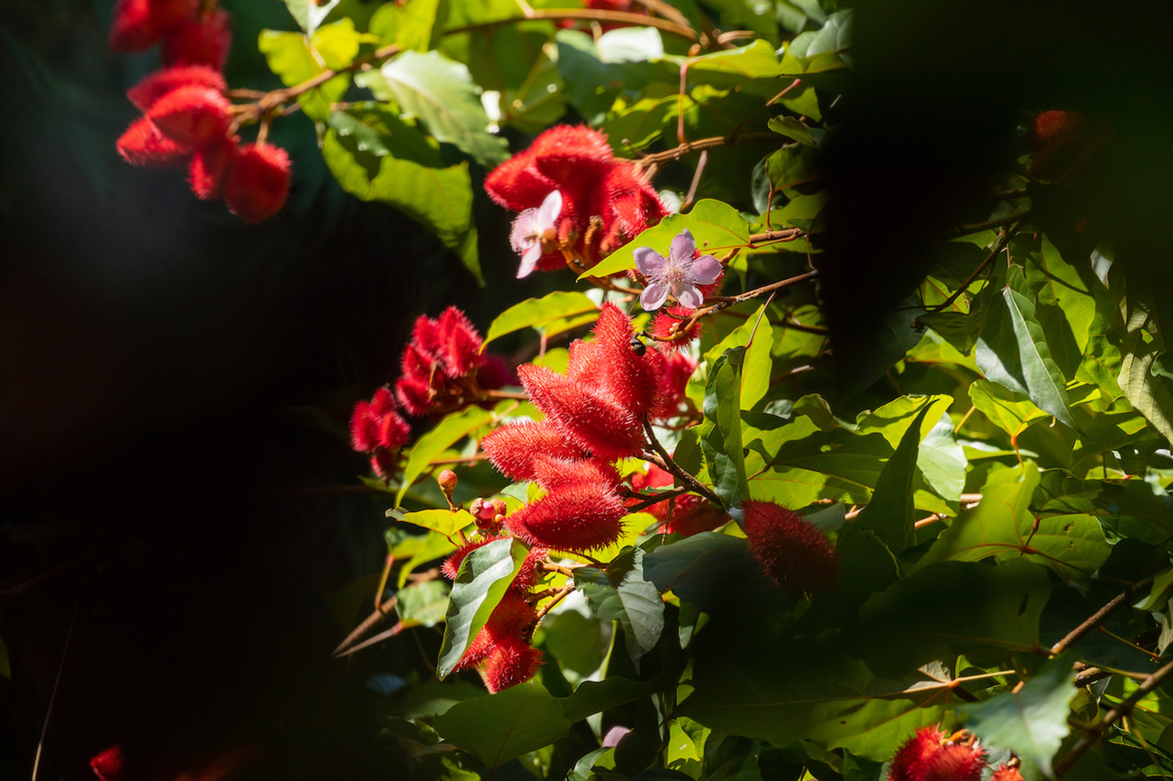 Costa Rica's Garden of Orchids showcases many rare flowers./Benn Berkeley