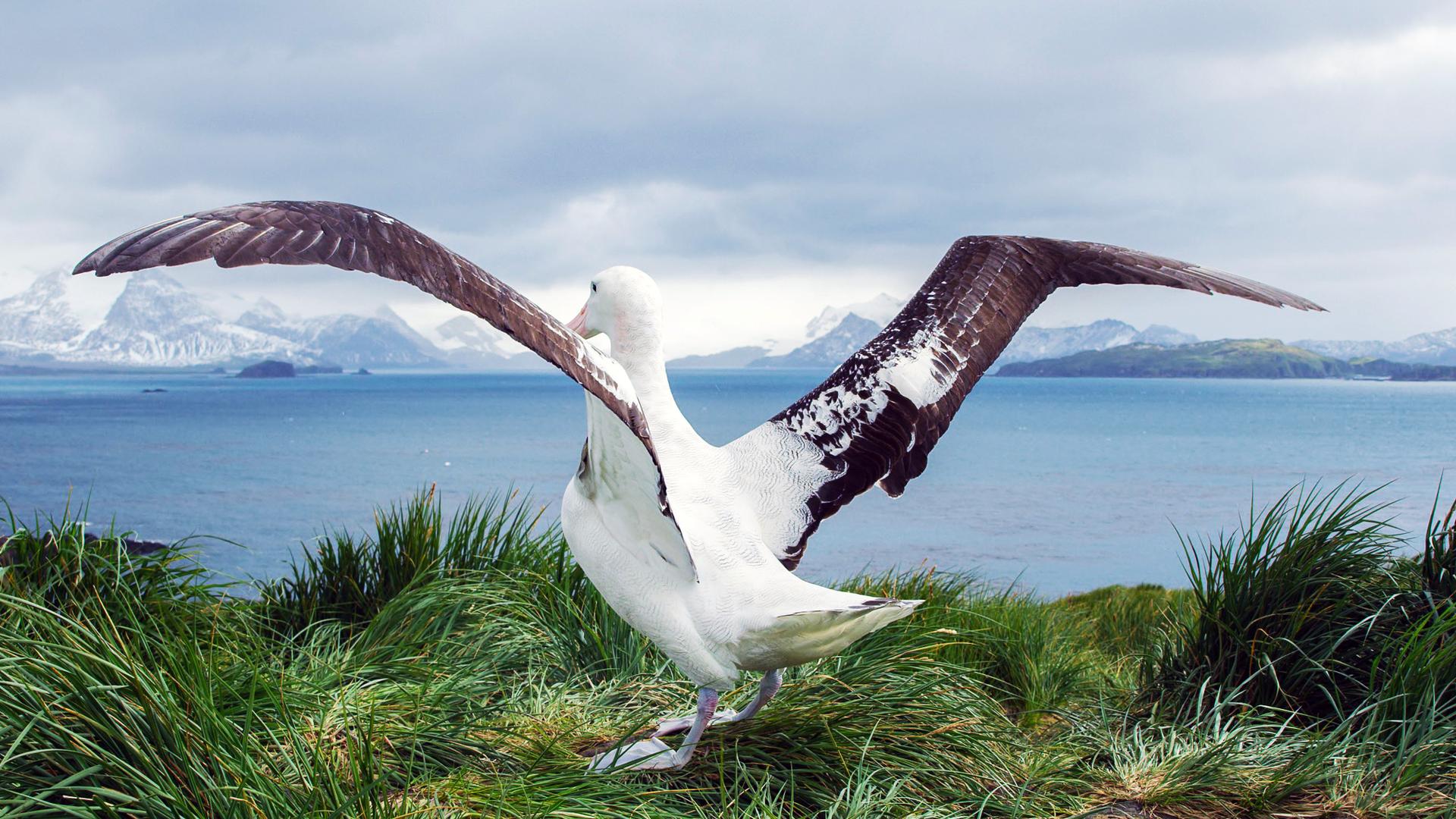 In Antarctica, Eye-to-Eye with a Wandering Albatross