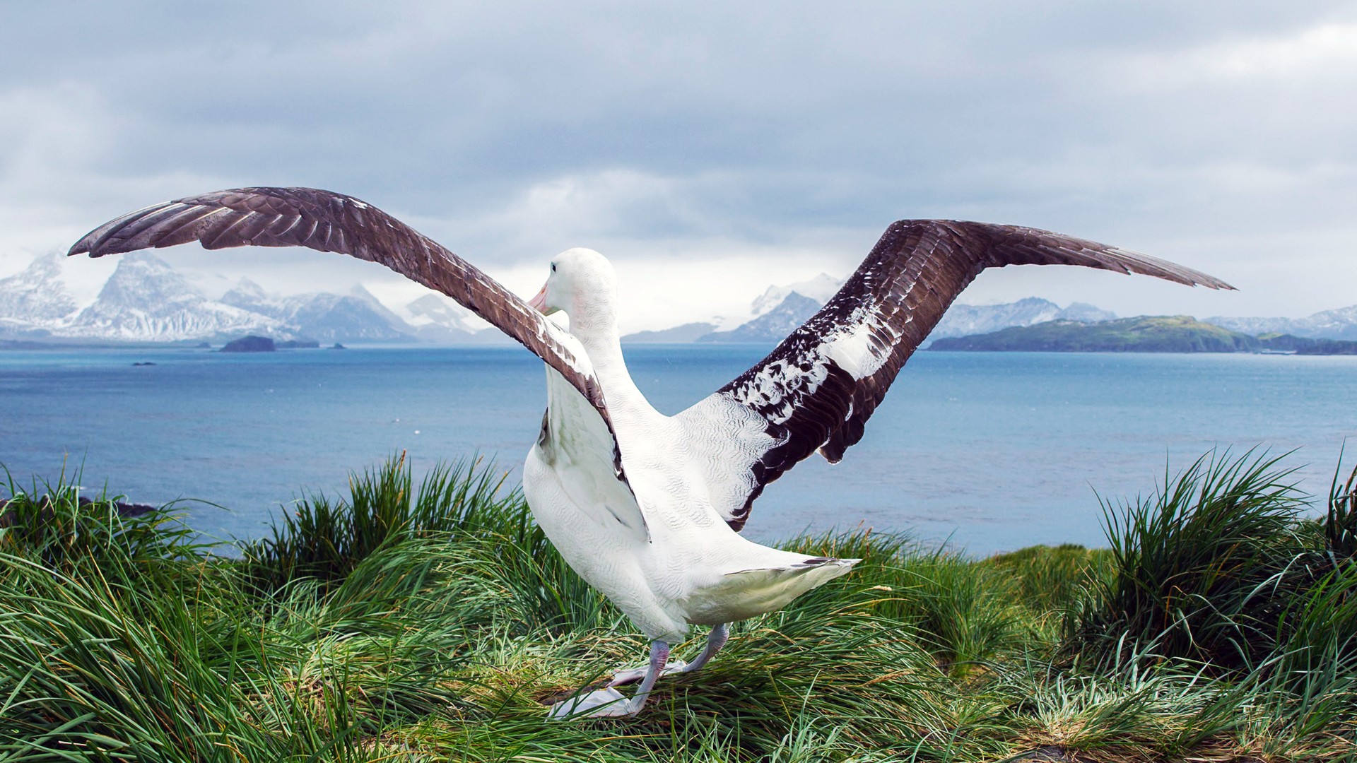 In Antarctica, Eye-to-Eye with a Wandering Albatross