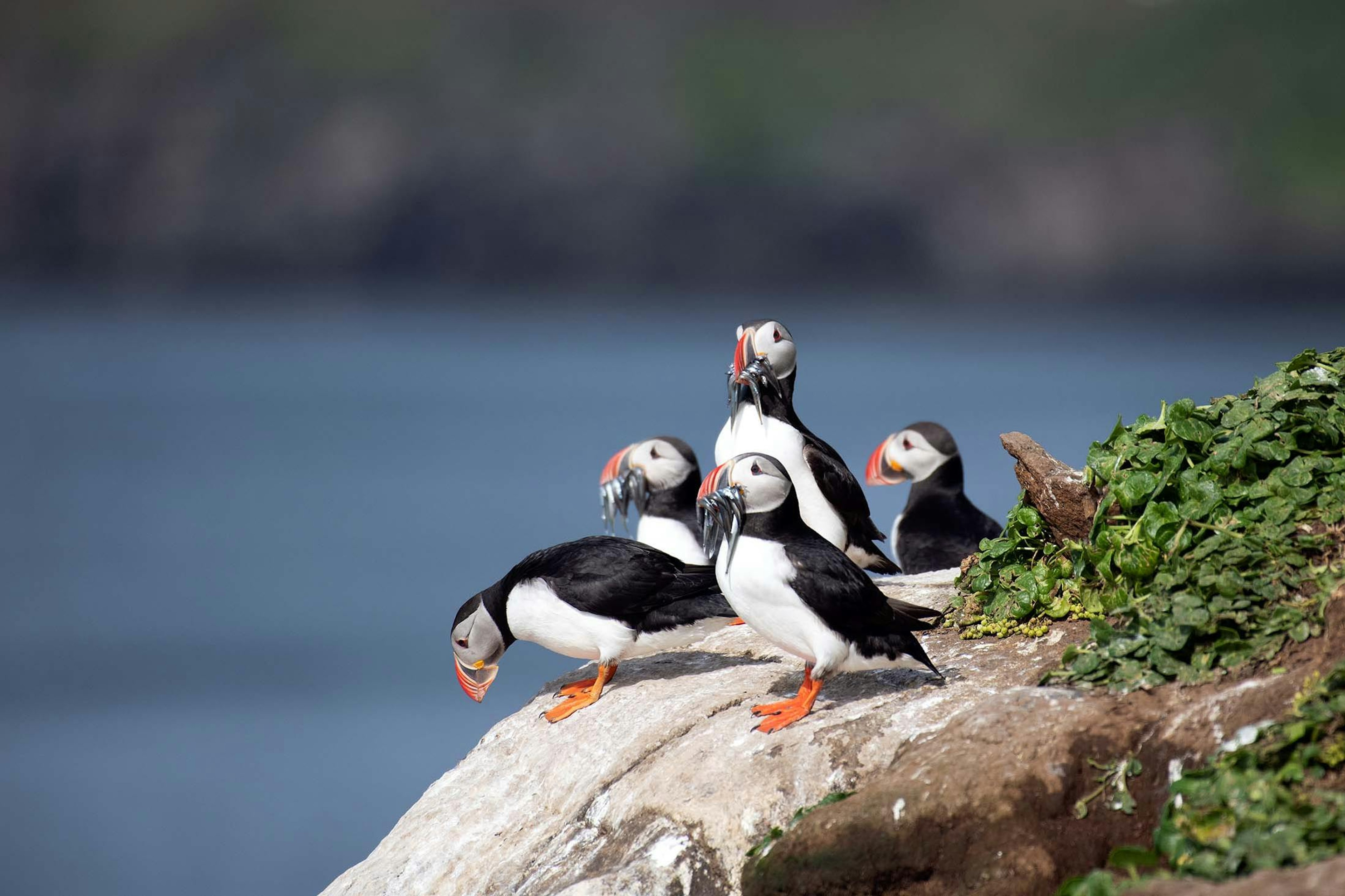 Atlantic Puffins on Grimsey Island, Iceland/Lucia Griggi