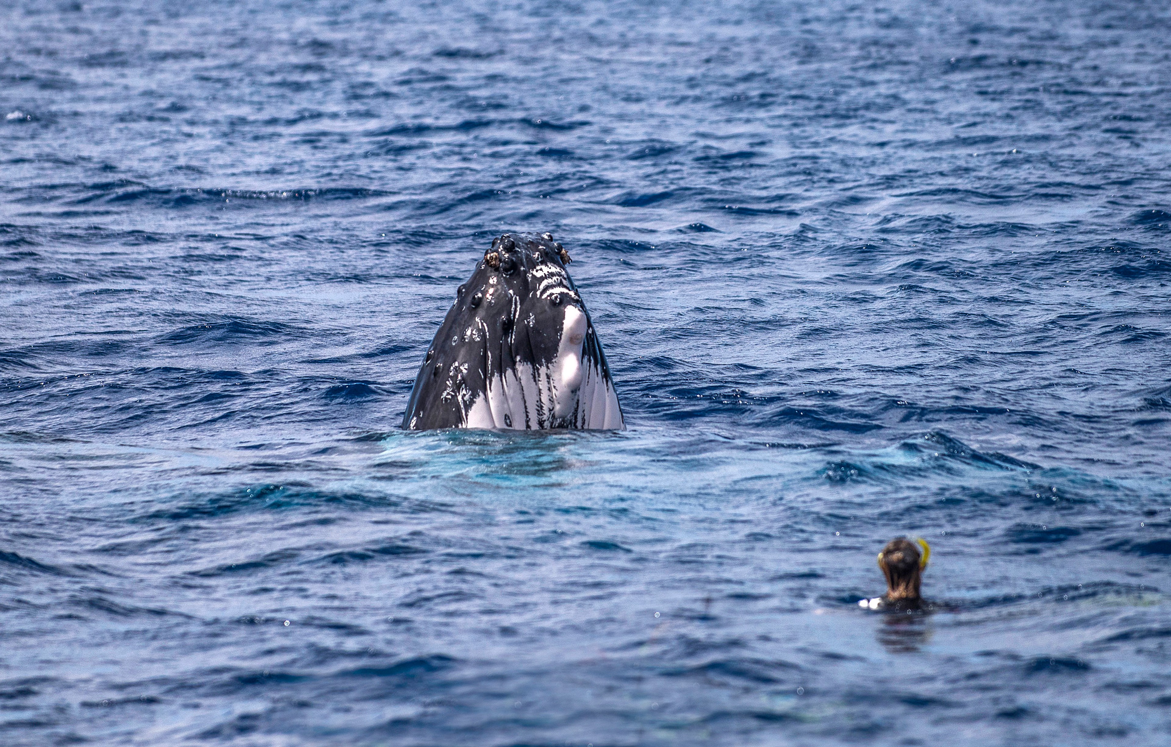 Capturing the moment when a humpback breaches makes for unforgettable photographs/Victoria Walker