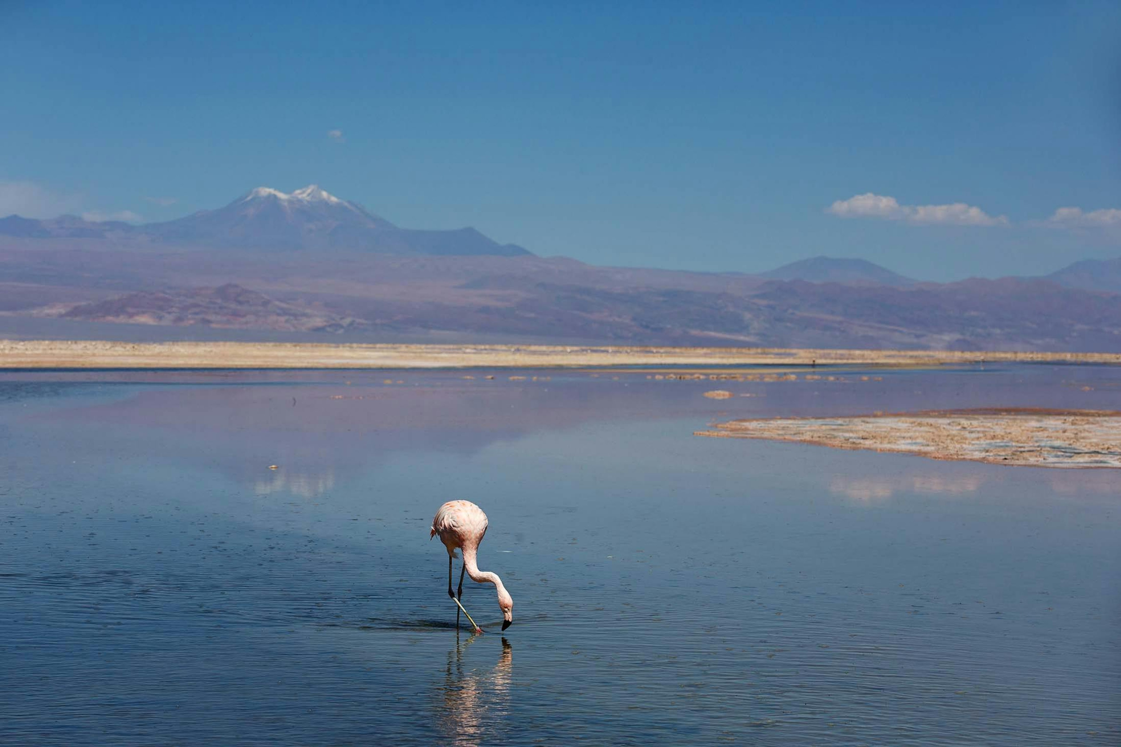 A feeding Chilean flamingo./Denis Elterman