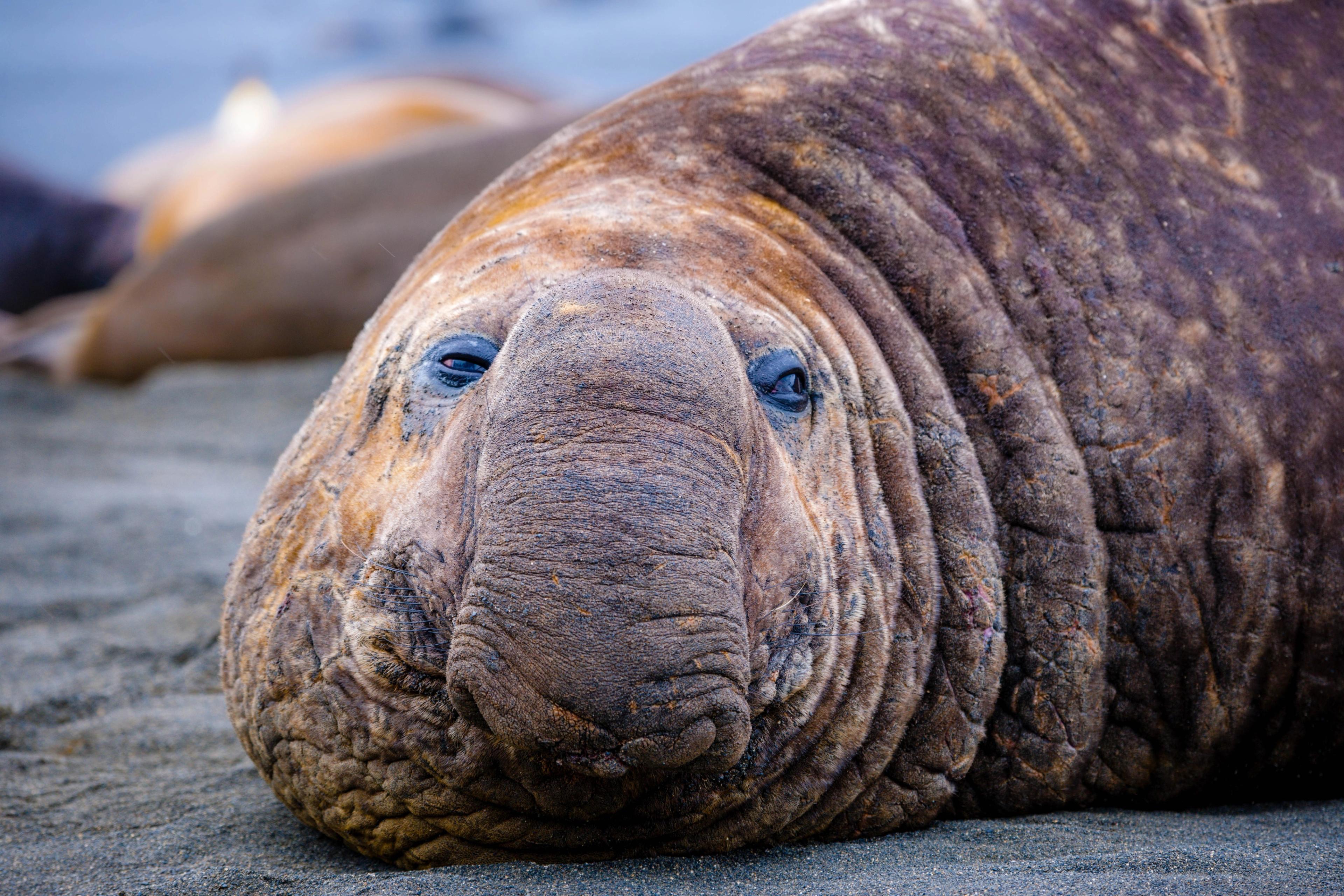 Elephant seal in Antarctica. The male can grow up to 21 feet long and can weigh more than 7,000 pounds./Shutterstock