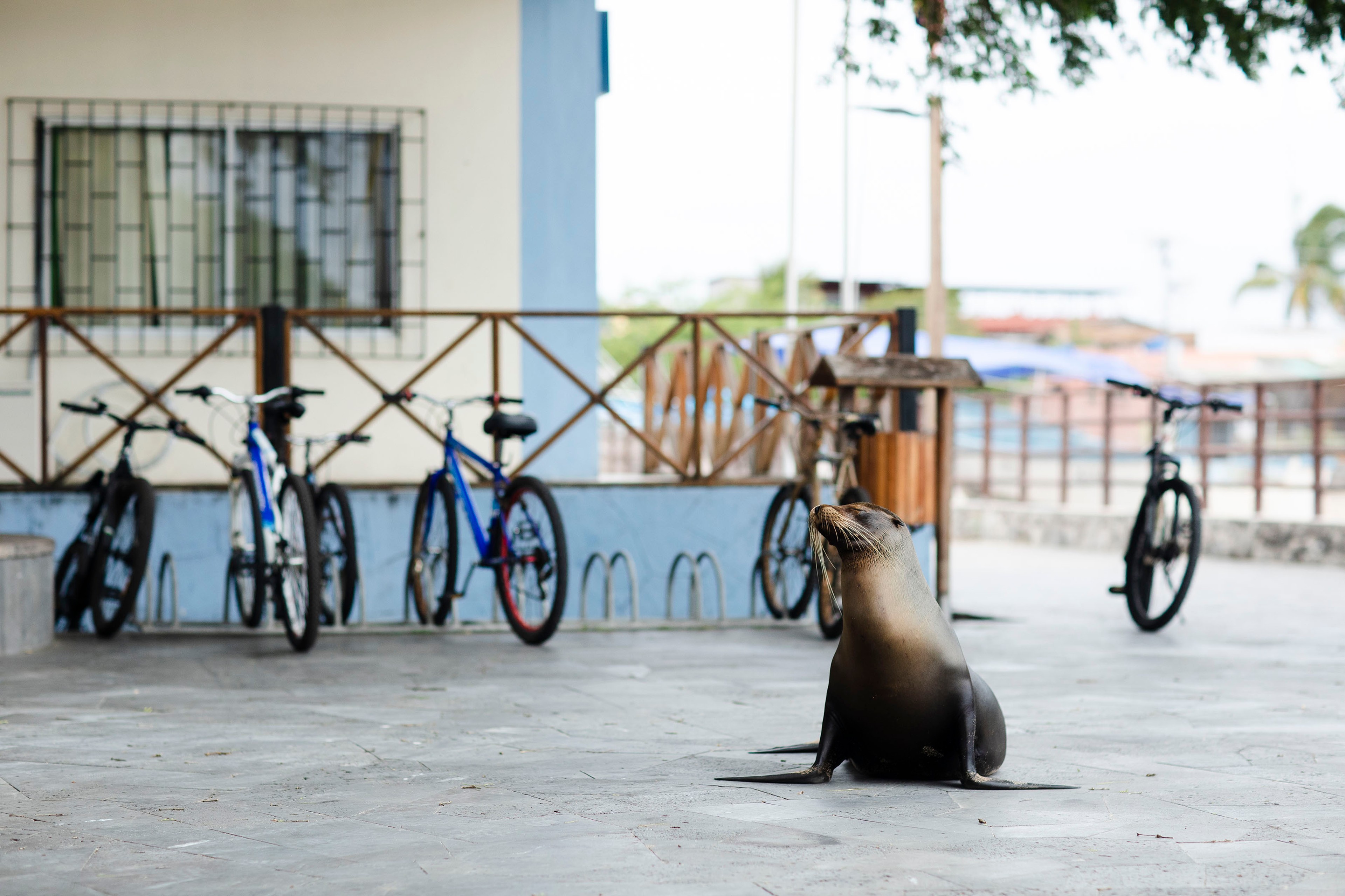 Galapagos Sea Lions are at ease on land and at sea/Lucia Griggi