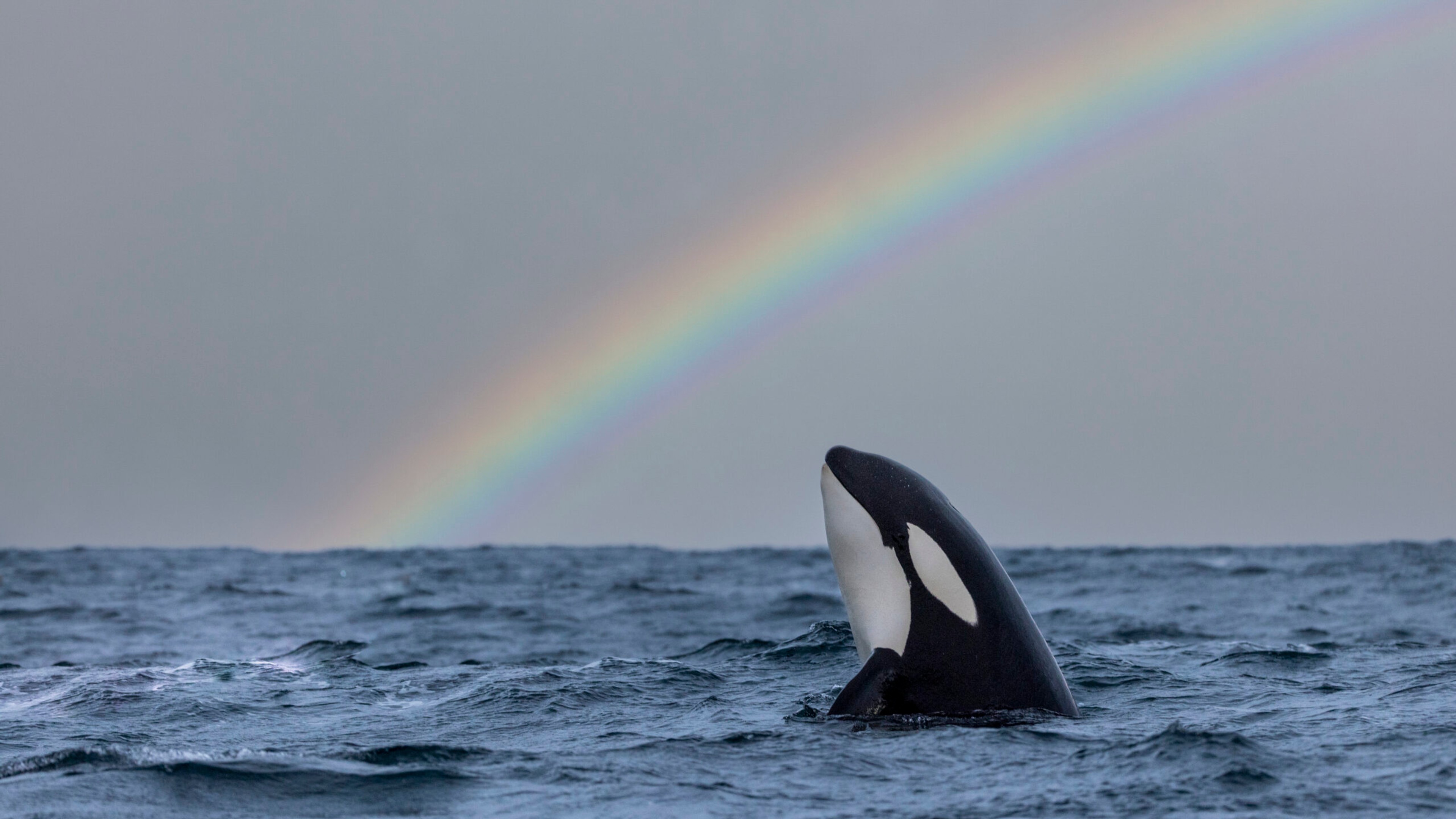 A killer whale surfaces and a rainbow appears in the Arctic, one of the "most special places on Earth," Shubin says./Getty Images