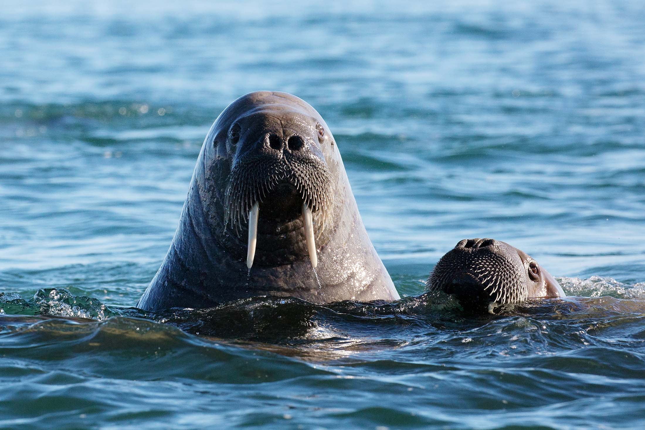 Walruses in Kvit, Spitsbergen, Svalbard./Denis Elterman