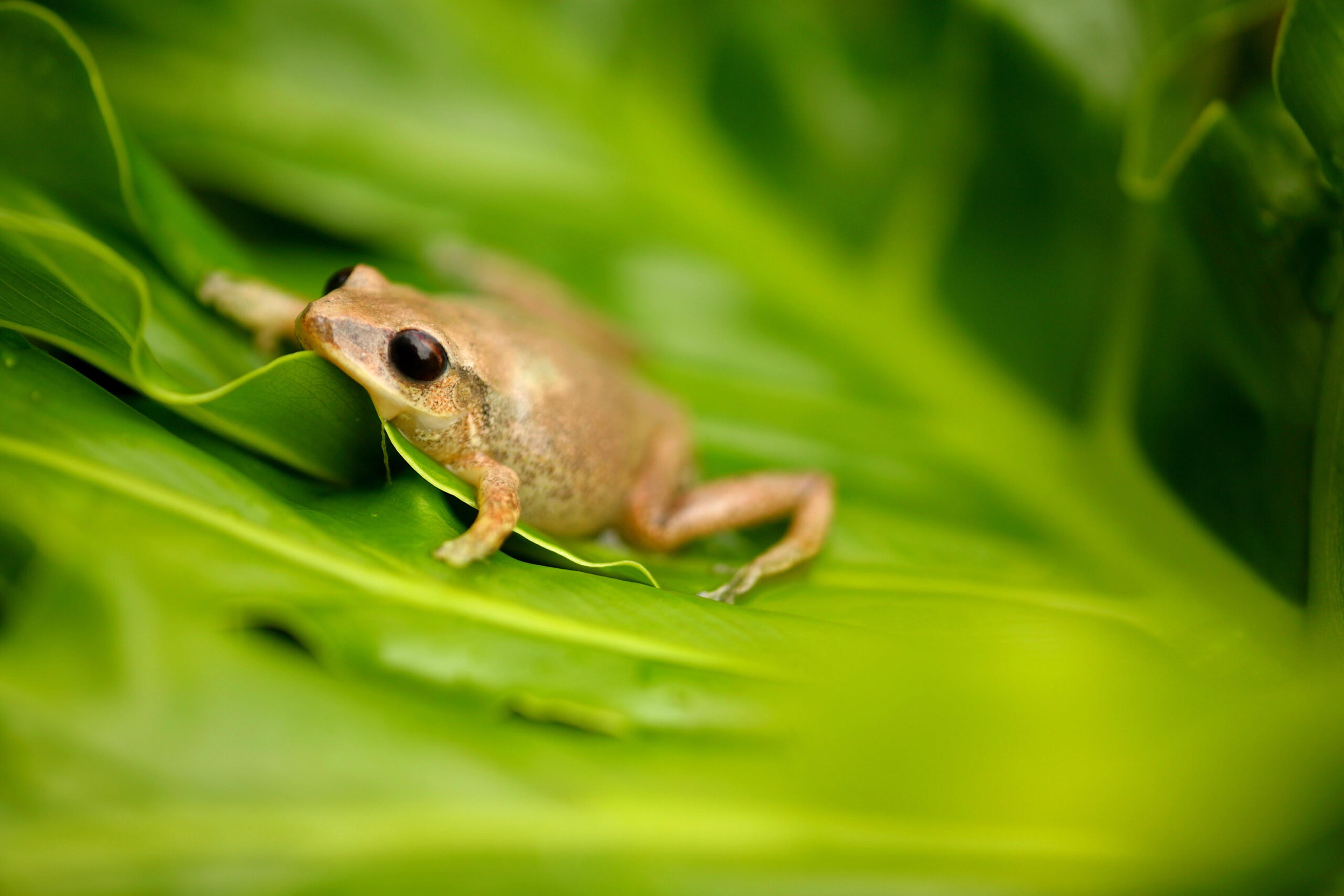 The coquí frog found in Puerto Rico is tiny but has a distinctive call./Shutterstock