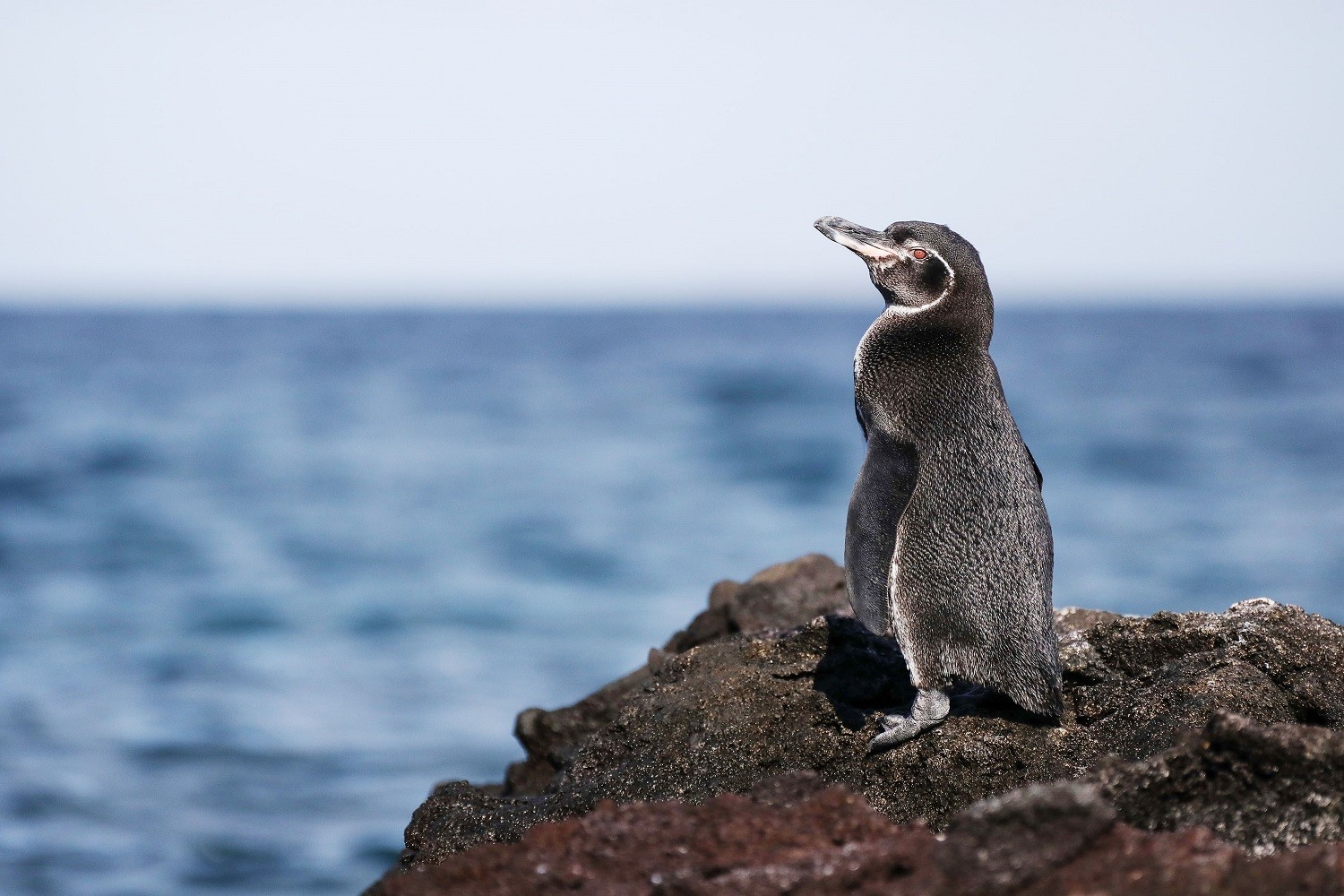 A Galapagos Penguin basks in the sun on Isabela Island, Galapagos/Jorge Prigann