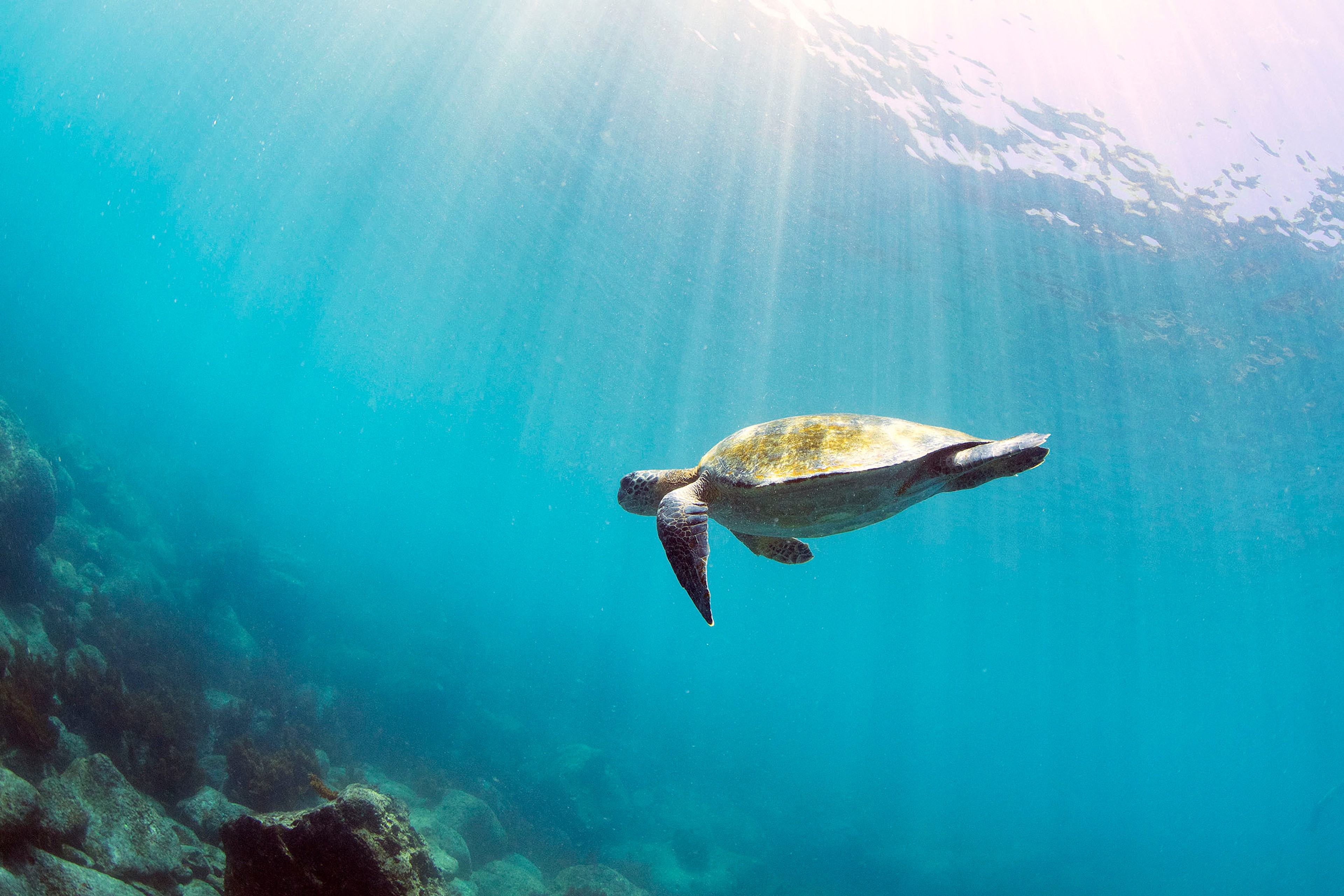 A Galápagos green sea turtle swims near Espanola Island, the Galápagos./Lucia Griggi