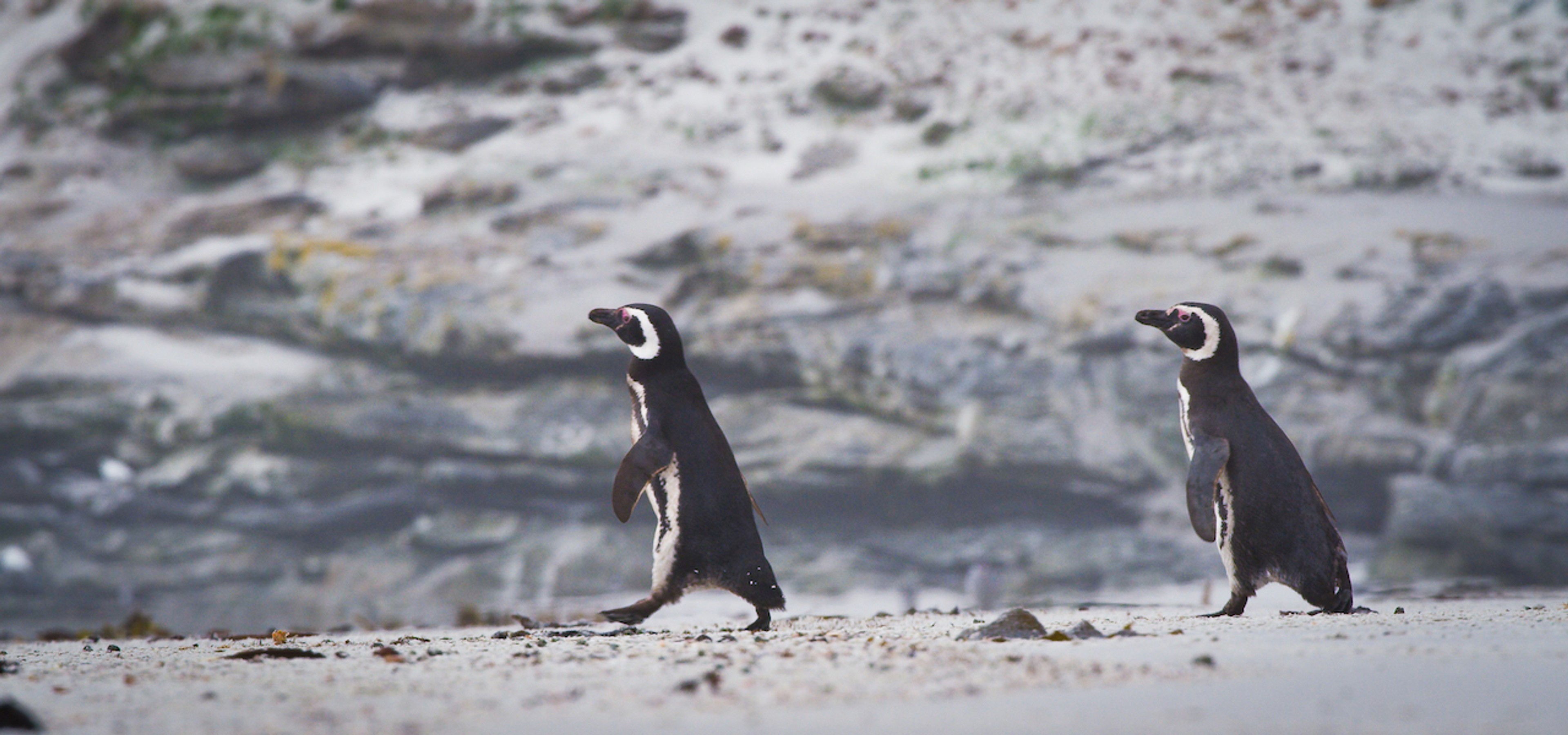 This species, which burrows along dunes and cliffs, can be spotted throughout the Falklands./Benn Berkeley