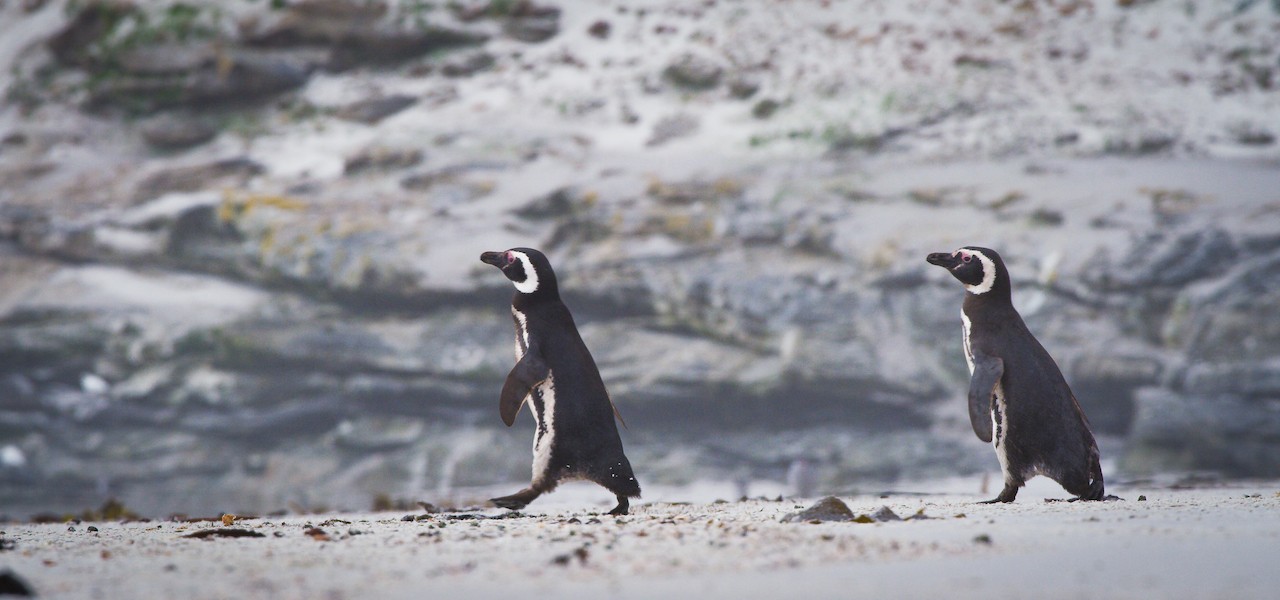 This species, which burrows along dunes and cliffs, can be spotted throughout the Falklands./Benn Berkeley