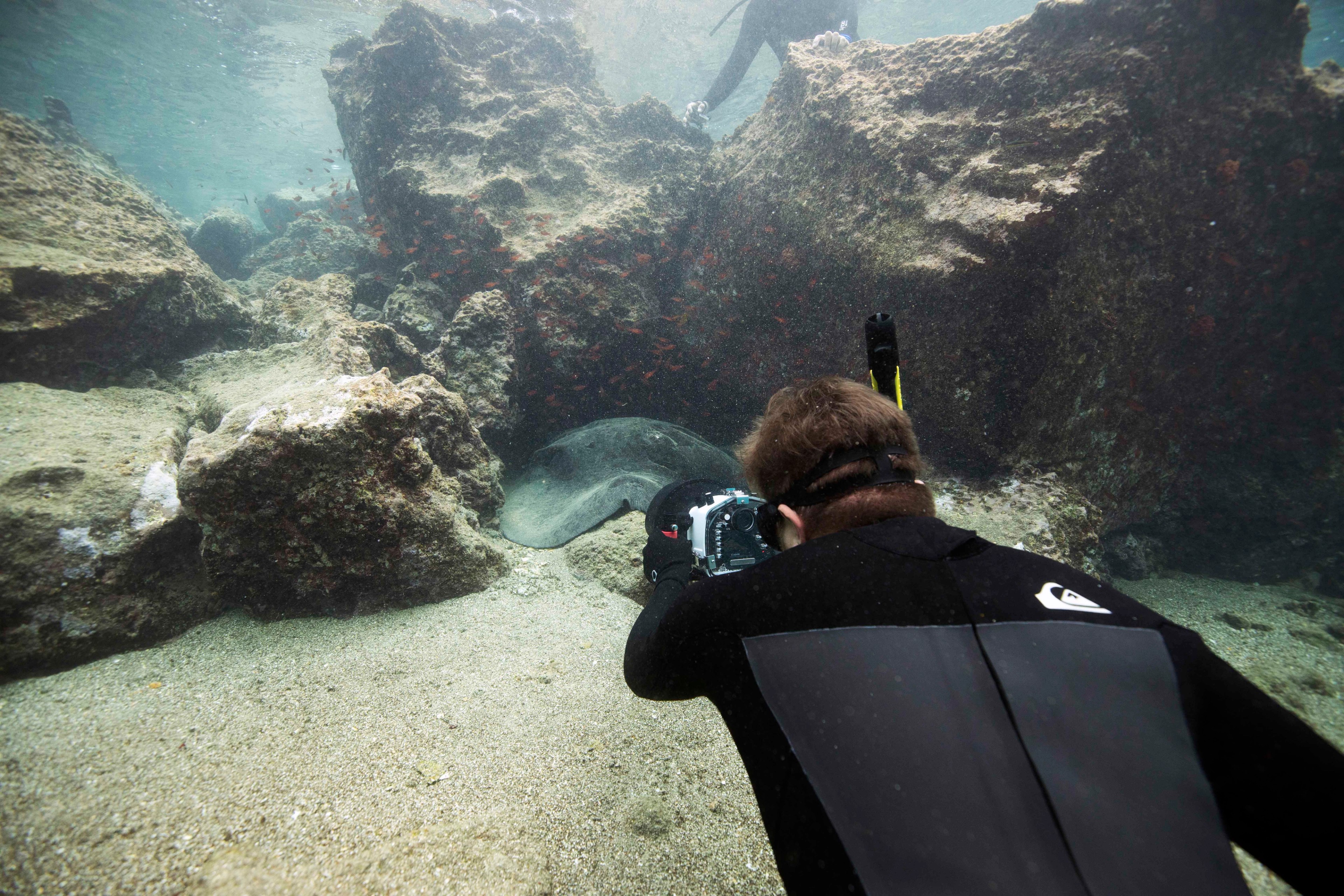 Free-diving provides excellent opportunities for filming rays in the Galápagos Islands./Lucia Griggi