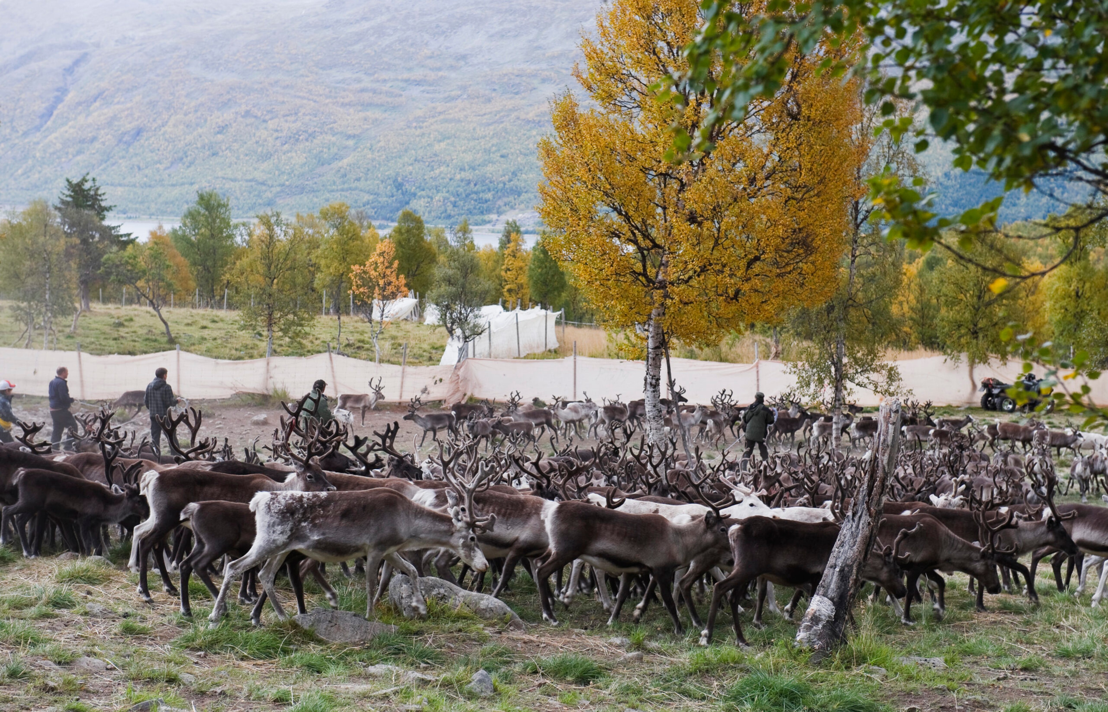 Sami people "grade" reindeer headed for market in northern Norway. /Getty Images