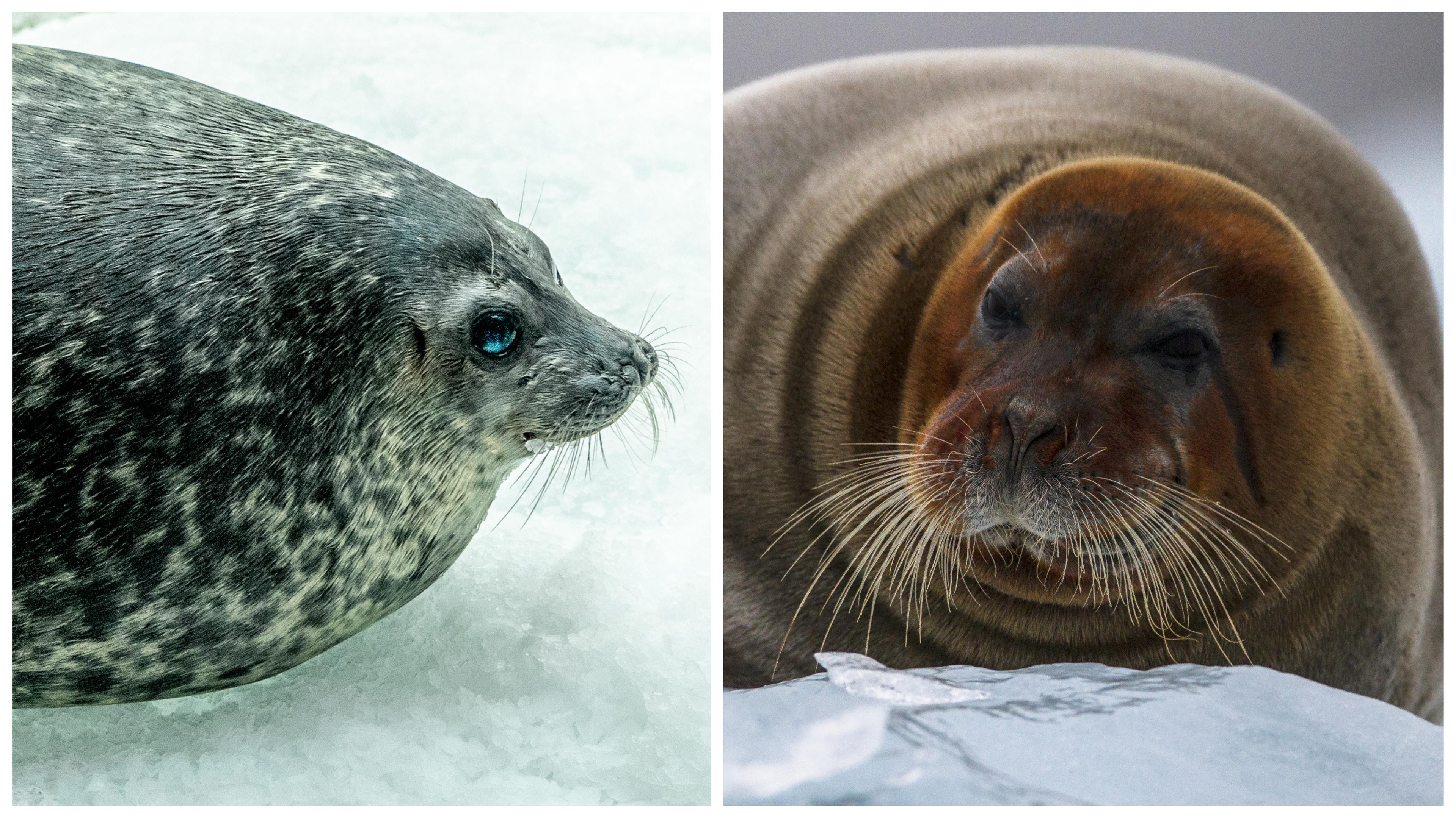 The smaller ringed seal (left) and the bearded seal are among polar bears' favorite meals./Shutterstock
