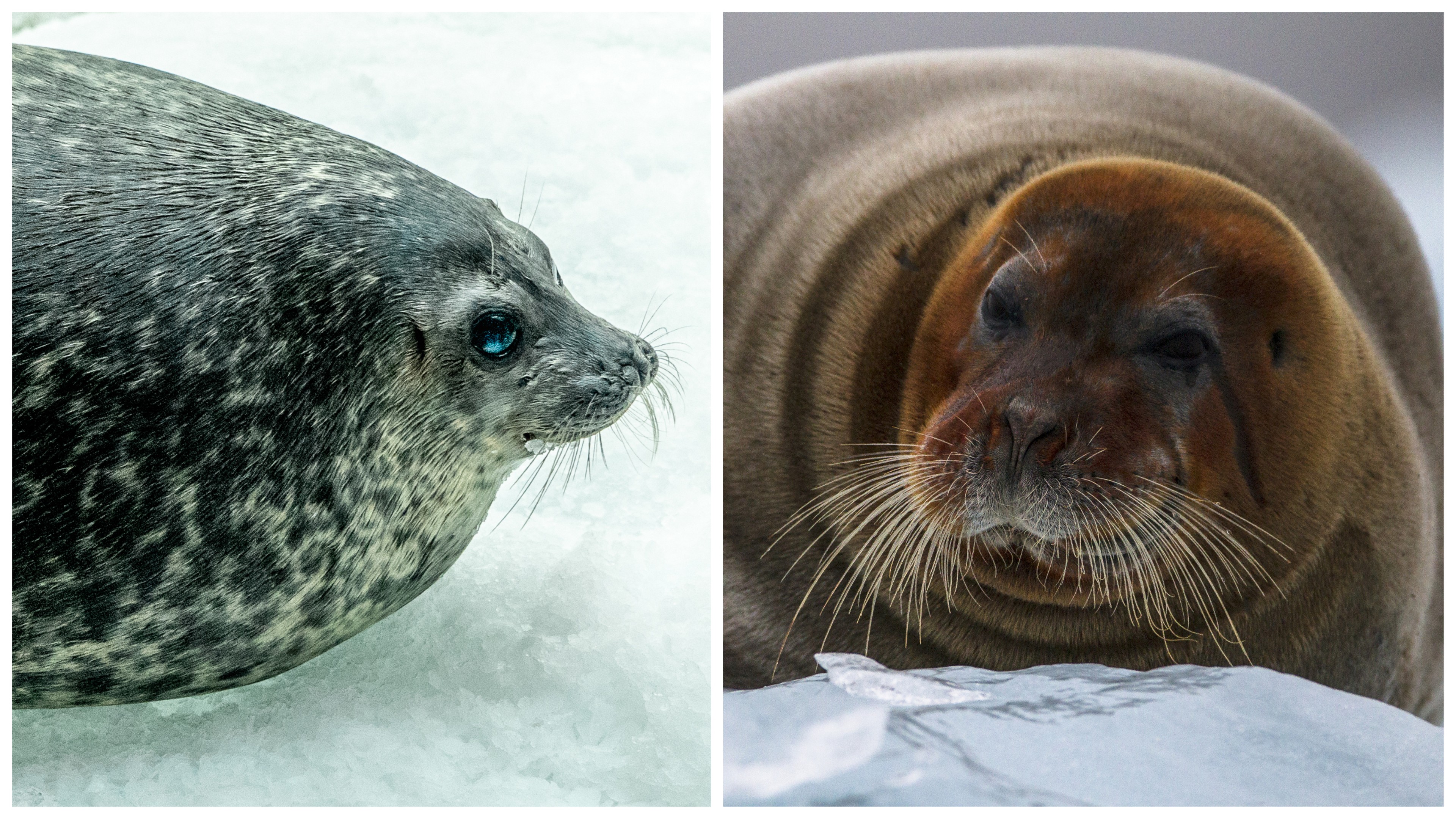 The smaller ringed seal (left) and the bearded seal are among polar bears' favorite meals./Shutterstock