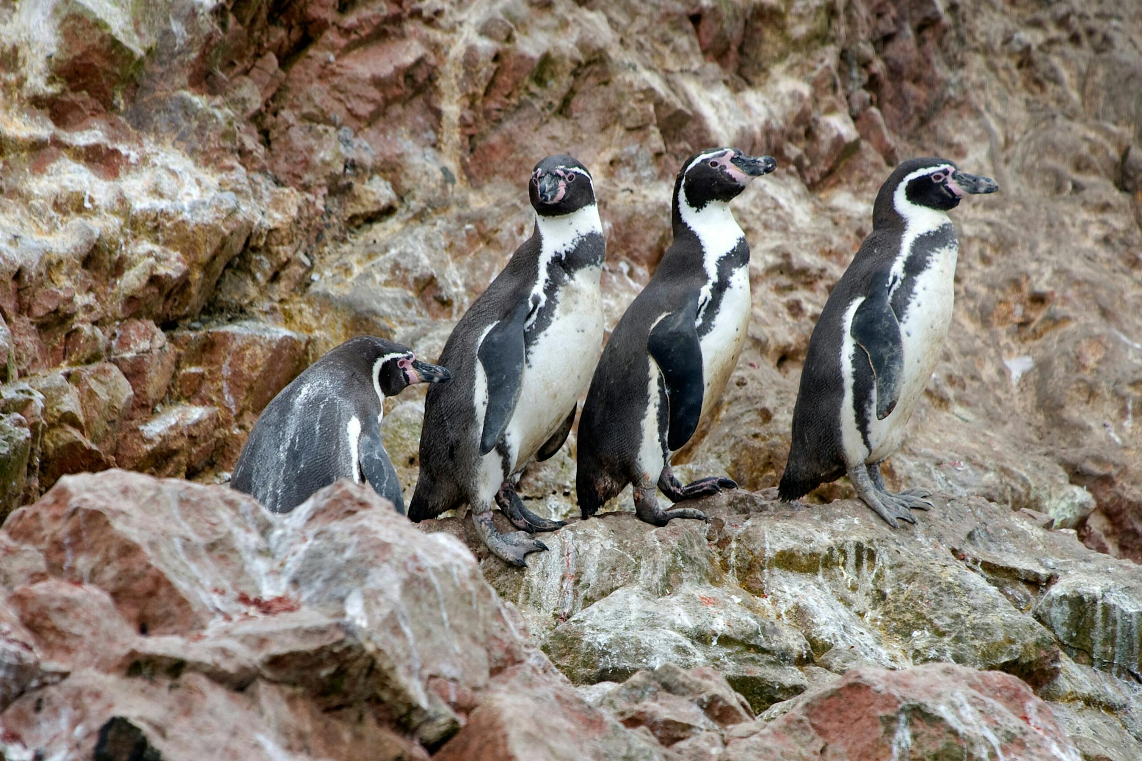 Humboldt penguin flock/Getty Images