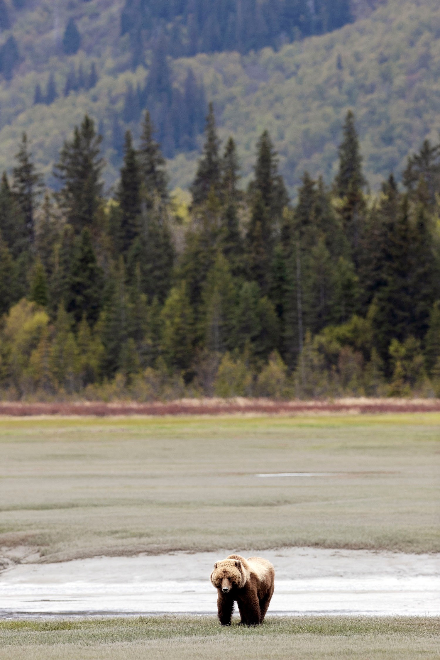 A brown bear searches for food in southeast Alaska./Lucia Griggi