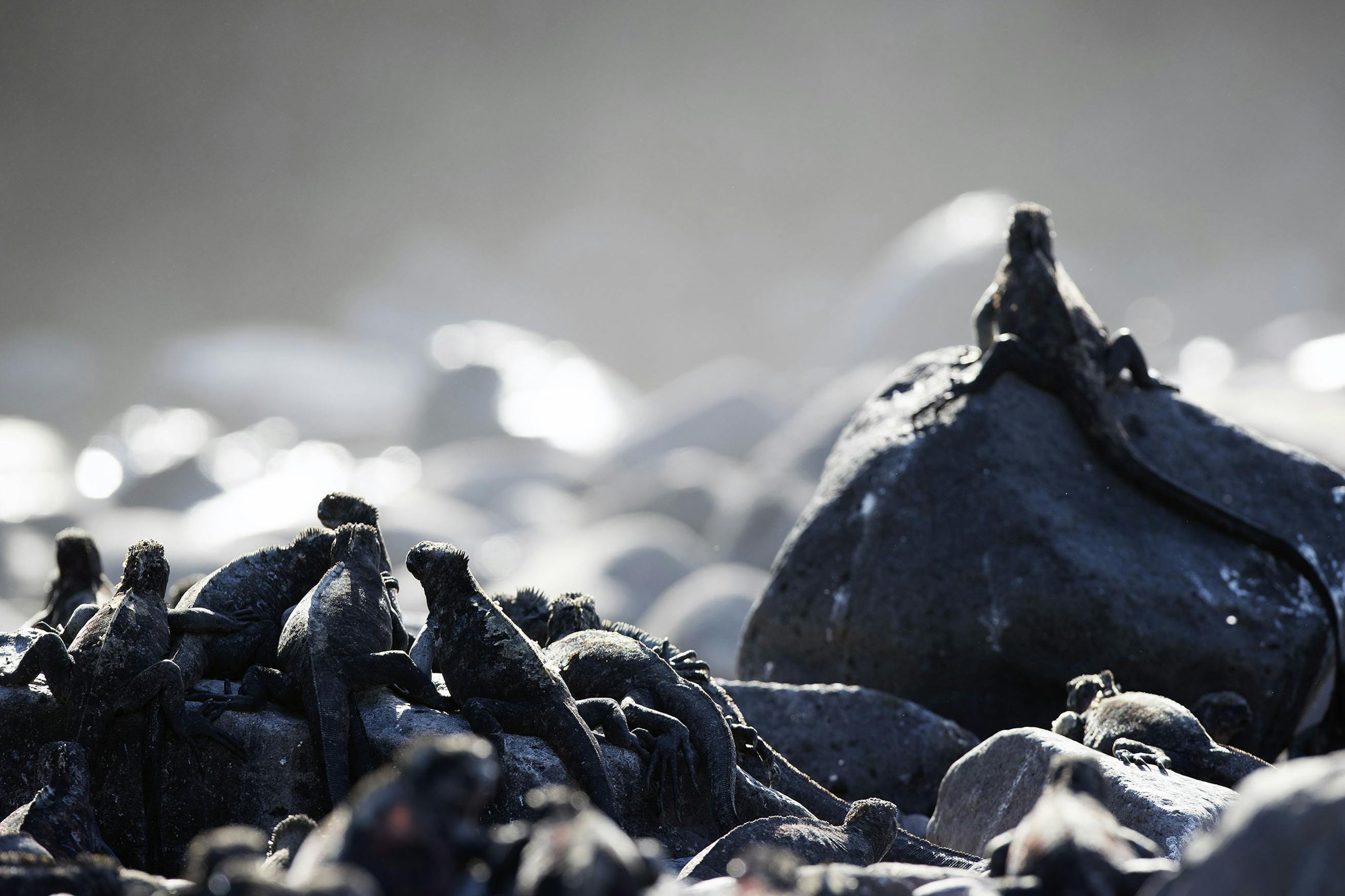 Marine iguanas are exceptionally sociable reptiles./Lucia Griggi