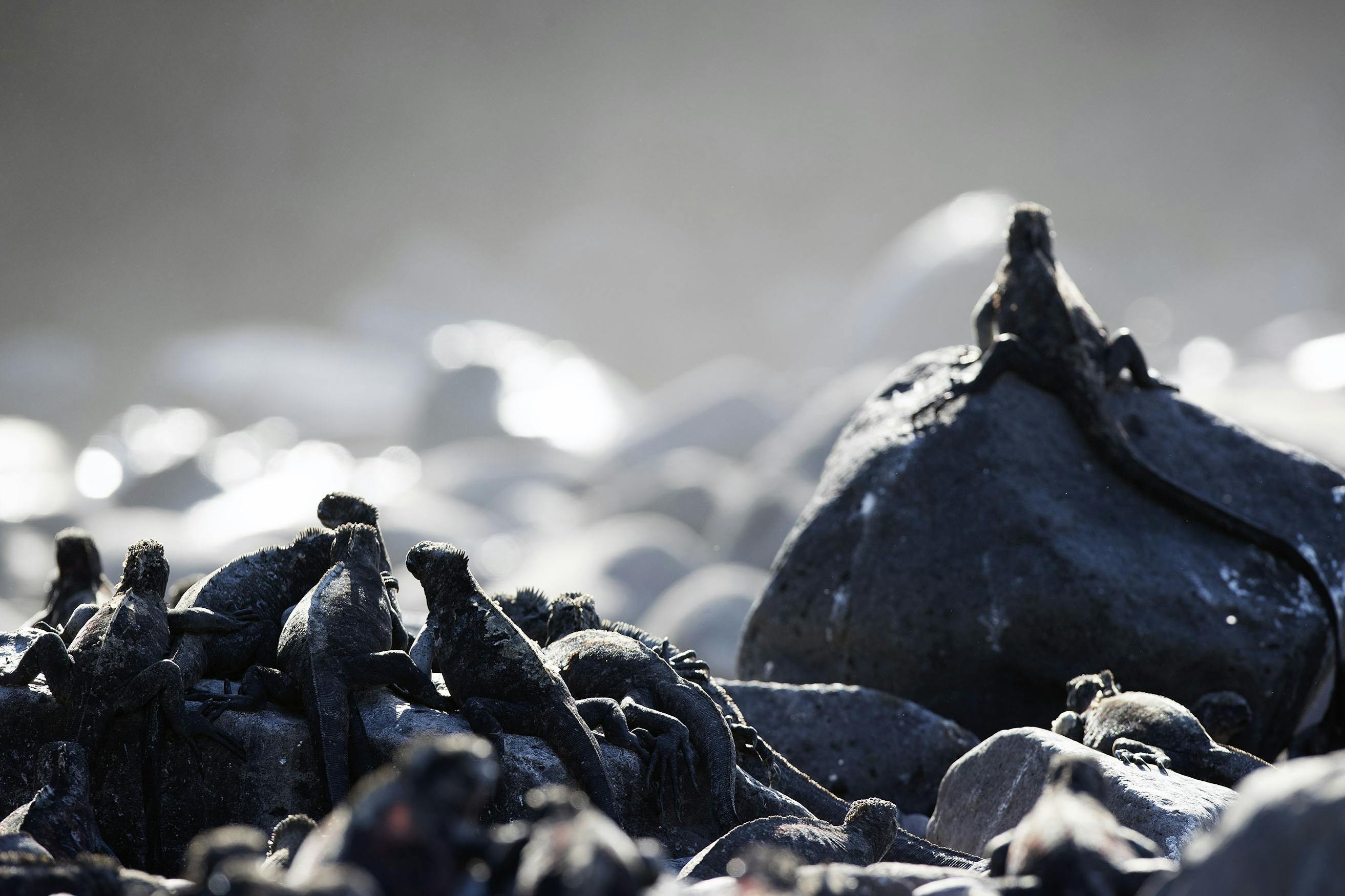 Marine iguanas are exceptionally sociable reptiles./Lucia Griggi