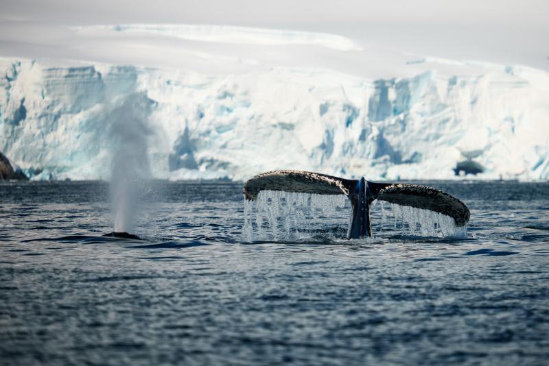 Whales in Antarctica