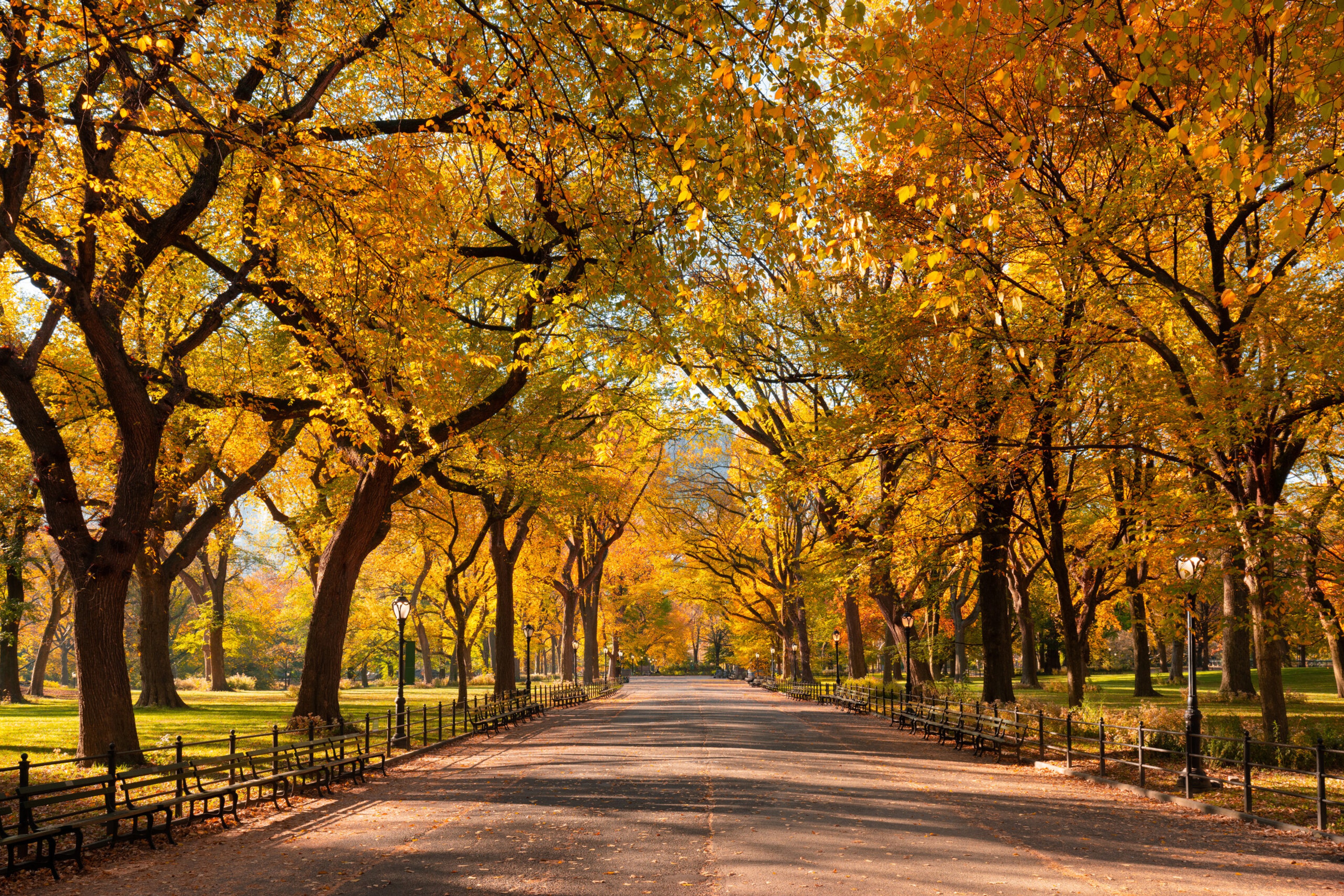 Central Park Poet's Walk promenade in New York displays its full autumn foliage colors./Getty Images