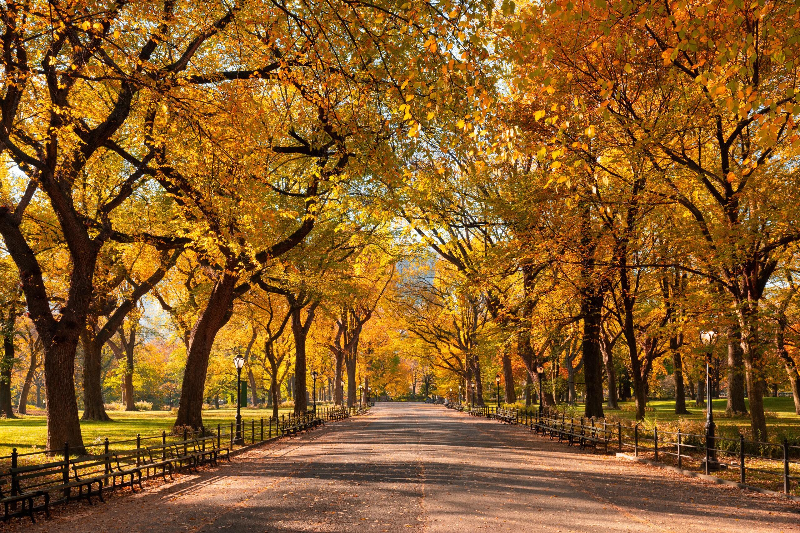 Central Park Poet's Walk promenade in New York displays its full autumn foliage colors./Getty Images