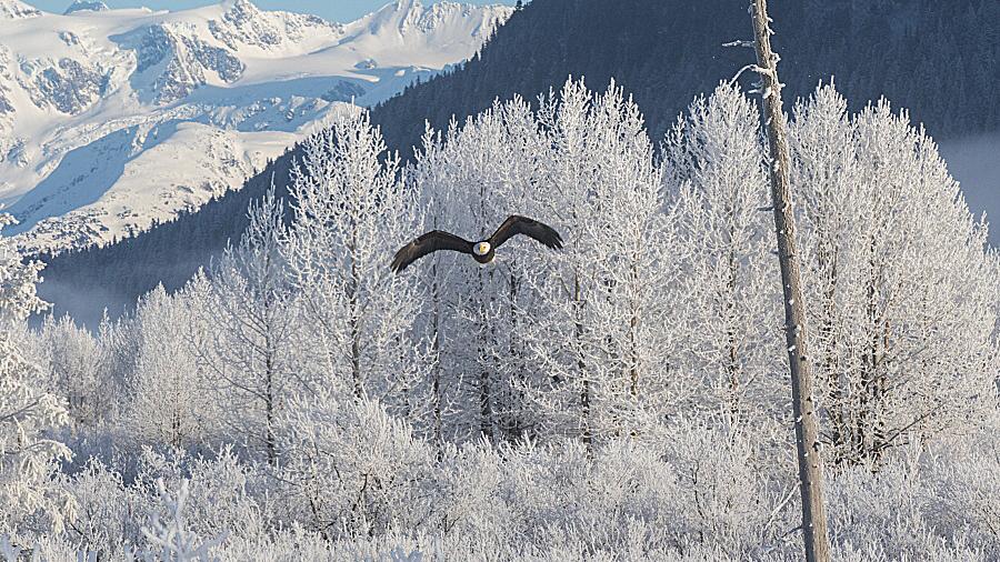 Where You Are Guaranteed to See Alaska Wildlife