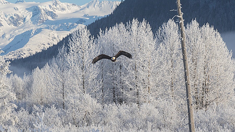 Where You Are Guaranteed to See Alaska Wildlife
