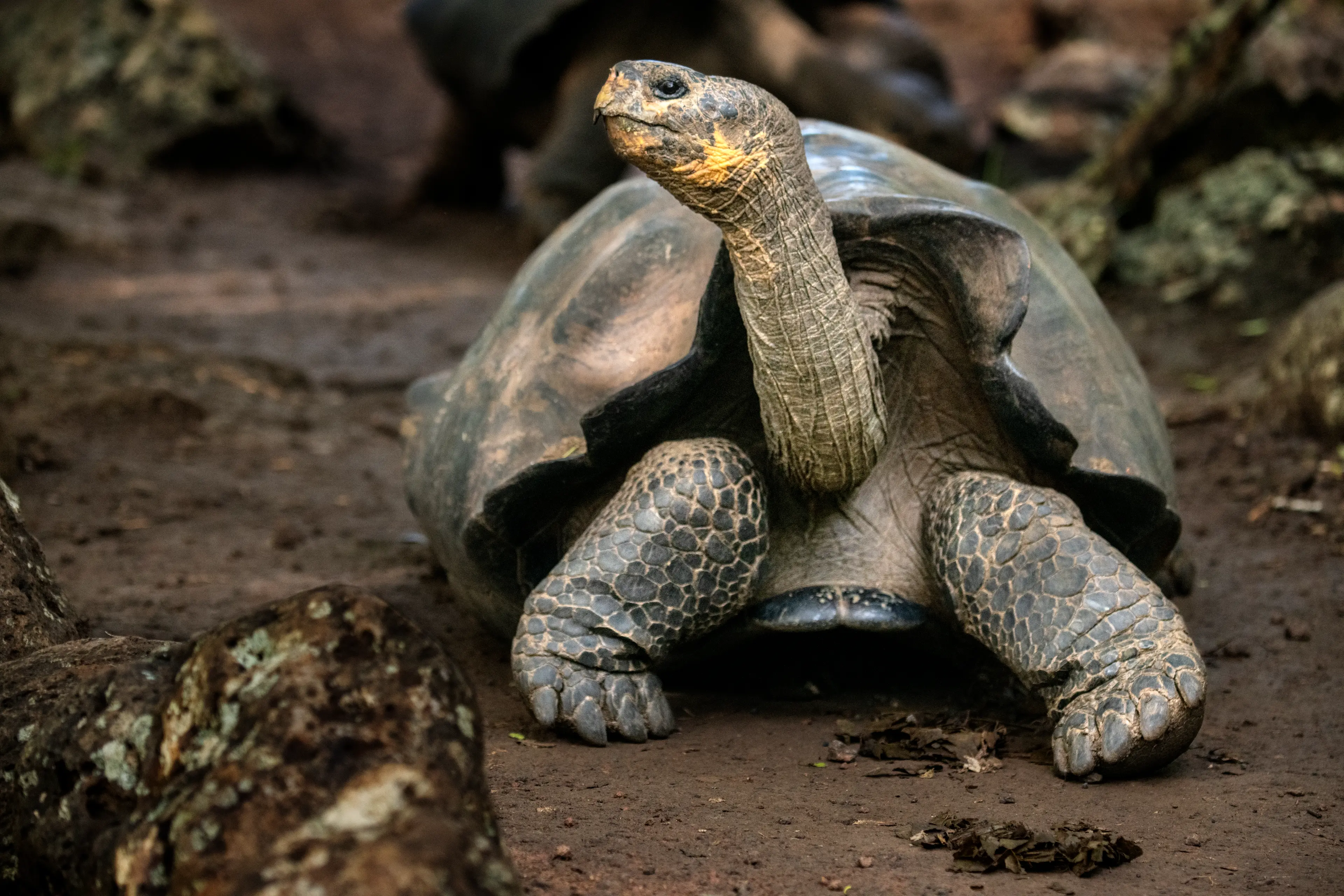 A Giant Tortoise 