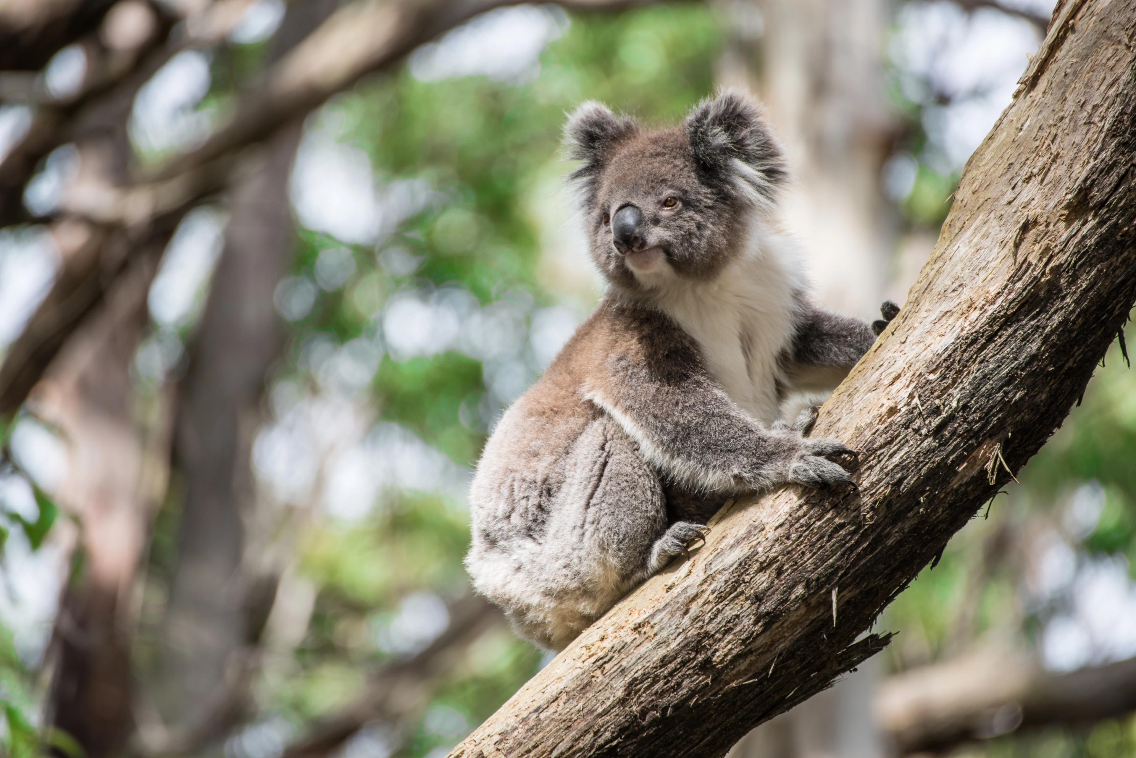 Koala