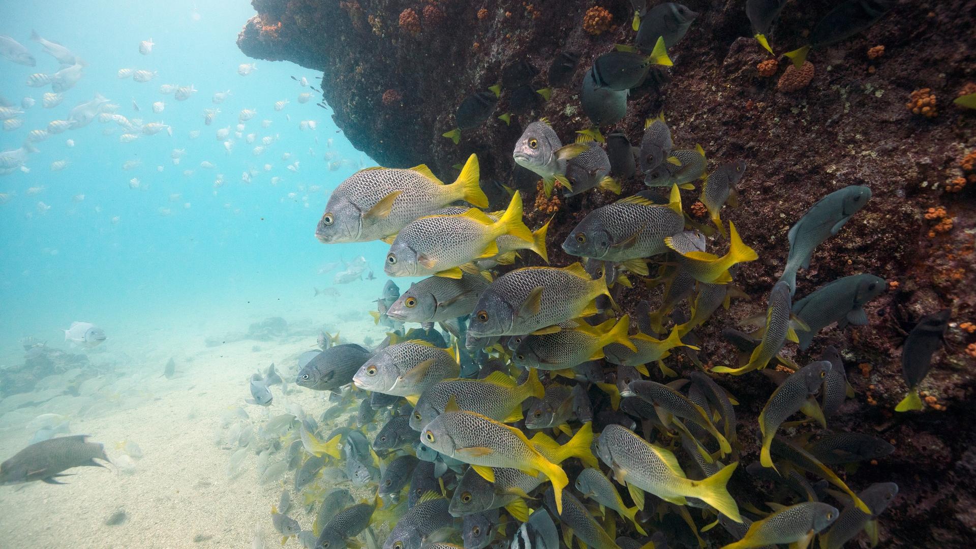 Here’s Why Freediving in the Galápagos is Like Constant Meditation