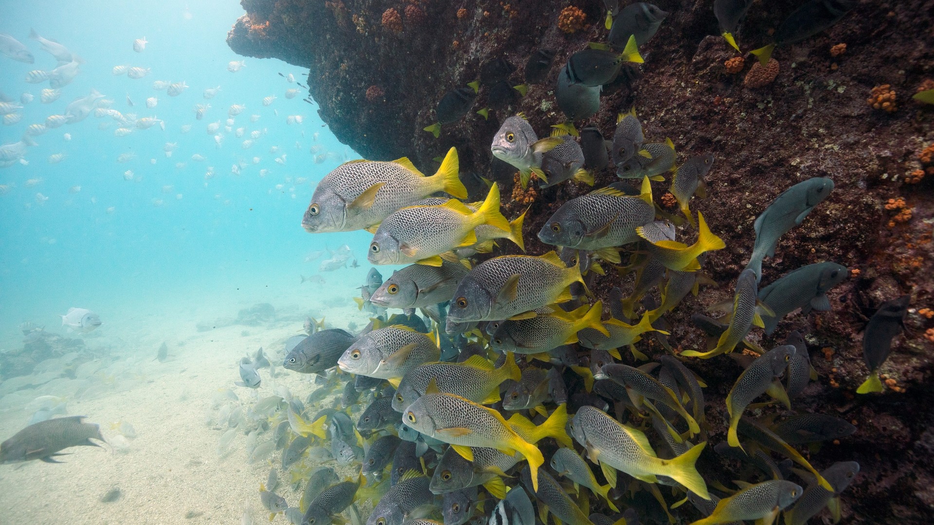 Here’s Why Freediving in the Galápagos is Like Constant Meditation