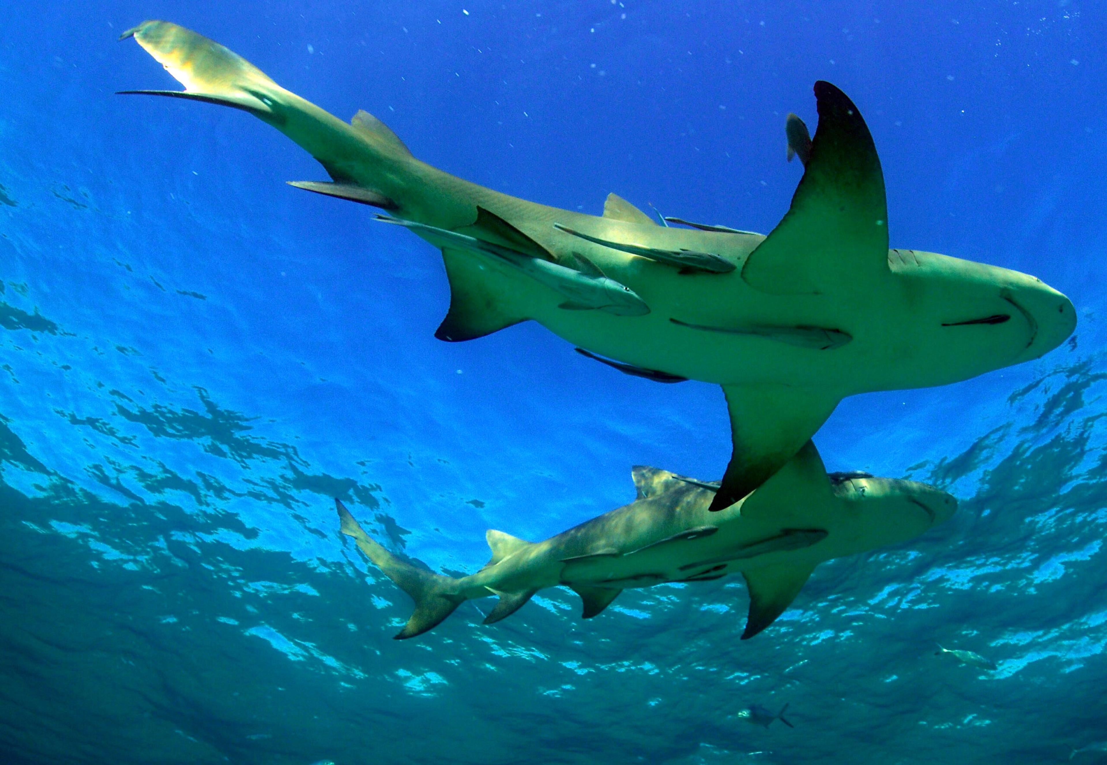 Give lemon sharks some space. They are part of the family called Carcharhinidae, which is generally not fond of humans./Getty Images