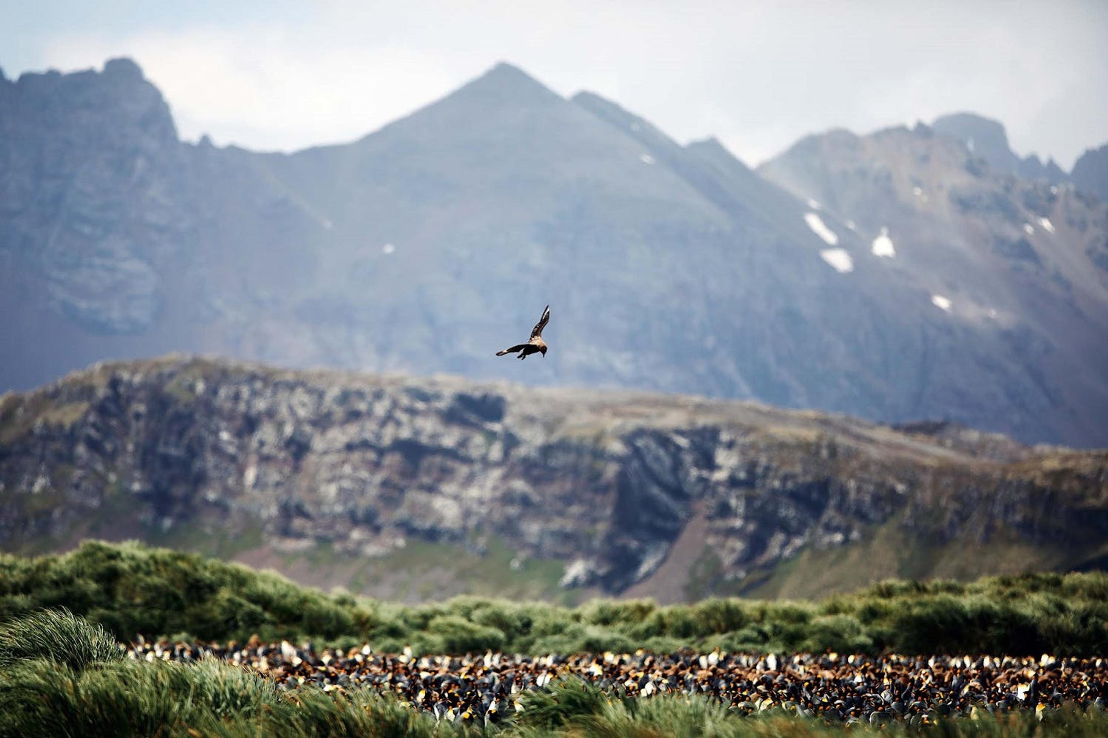 A bird soars over the King Penguin colony on Salisbury Plain, South Georgia/Lucia Griggi for Silversea