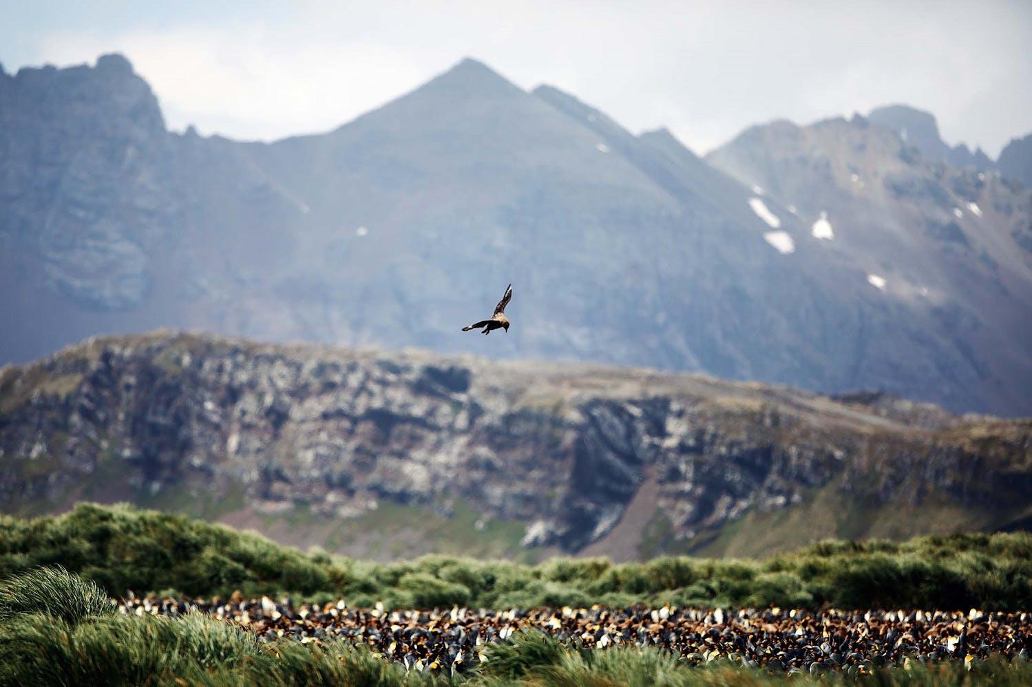 A bird soars over the King Penguin colony on Salisbury Plain, South Georgia/Lucia Griggi for Silversea