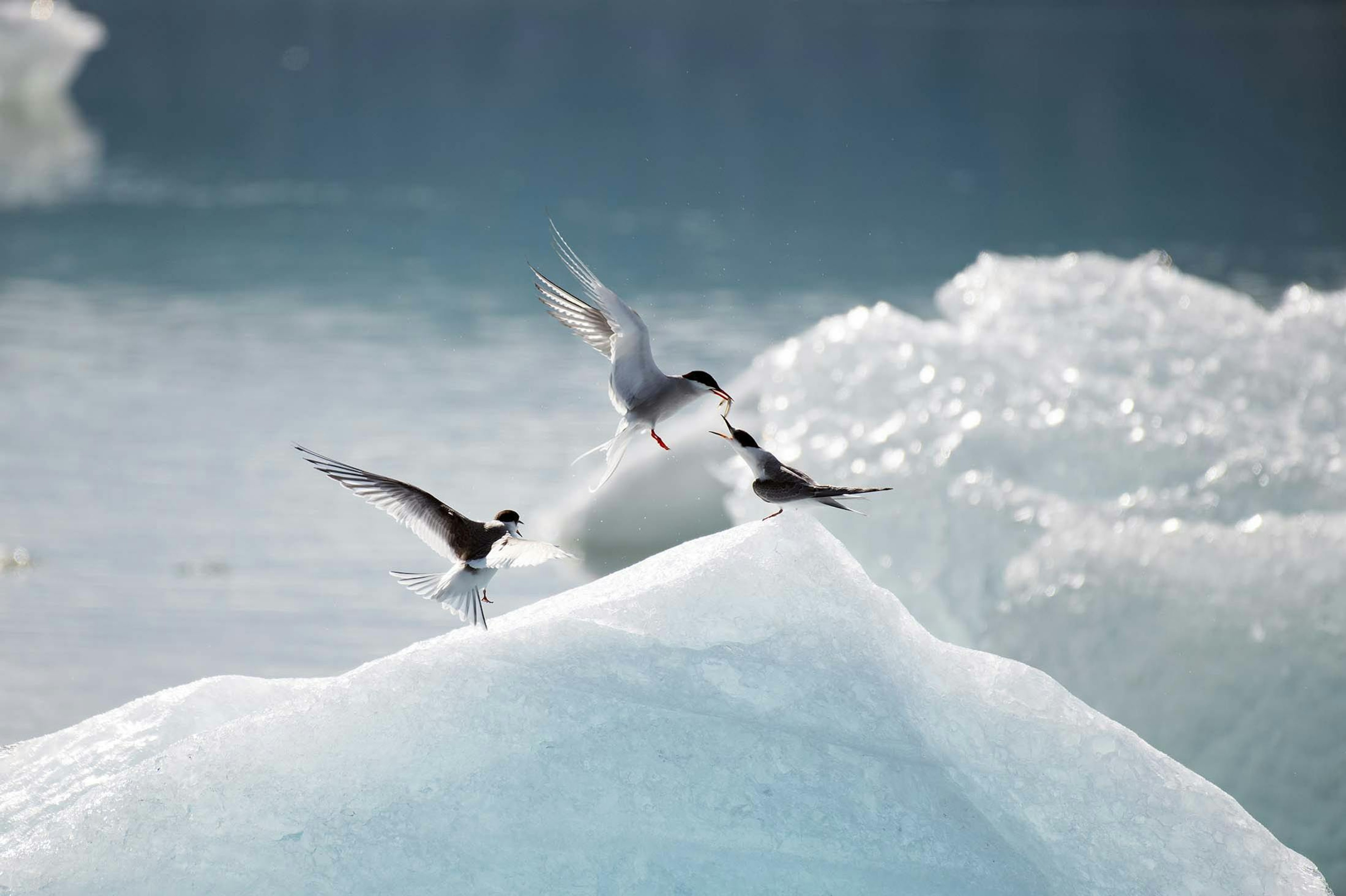 An Arctic Tern feeds its young in Glacier Lagoon, Iceland/Lucia Griggi