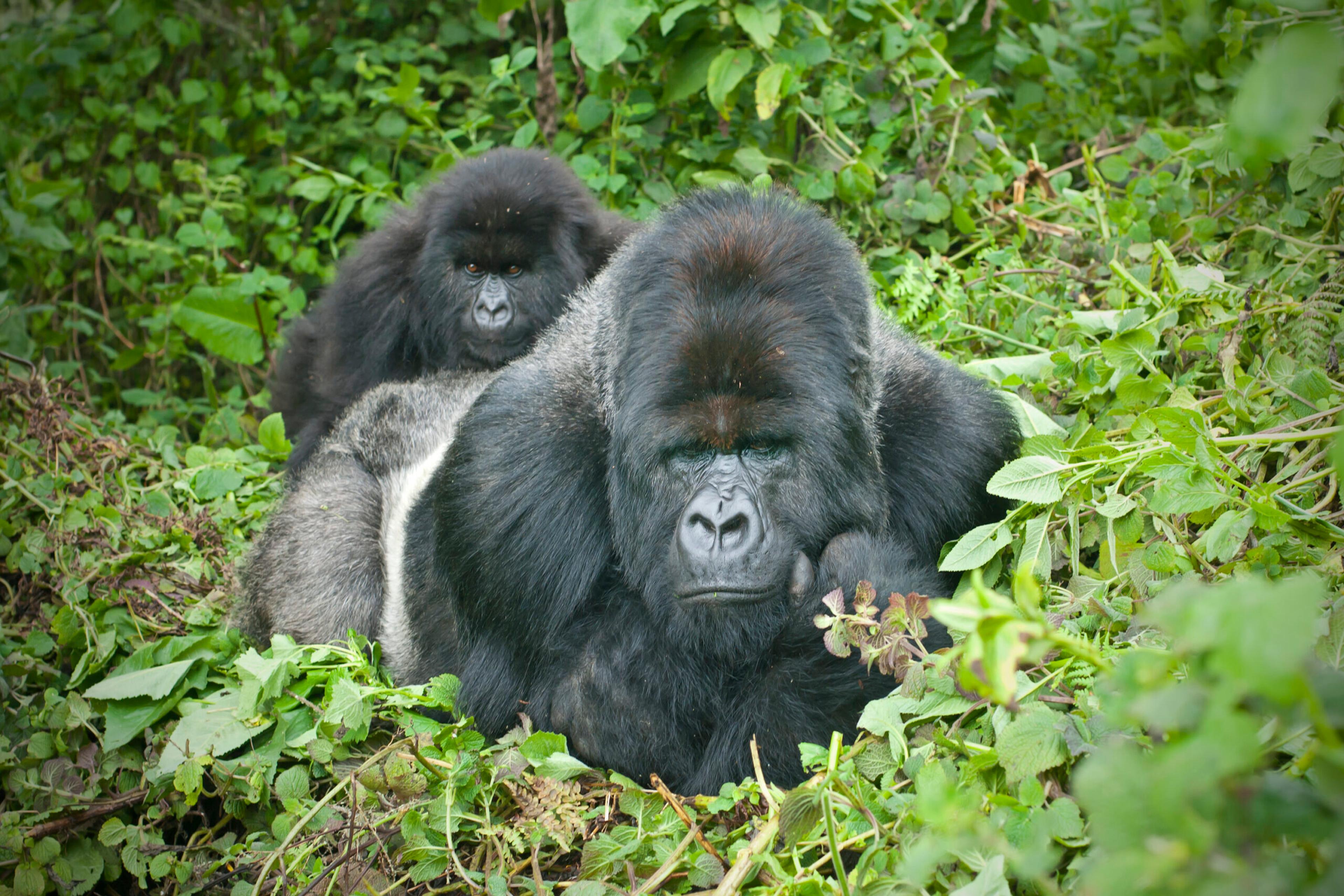 A dominant male silverback Mountain Gorilla carries his juvenile on his back in Rwanda./Getty Images