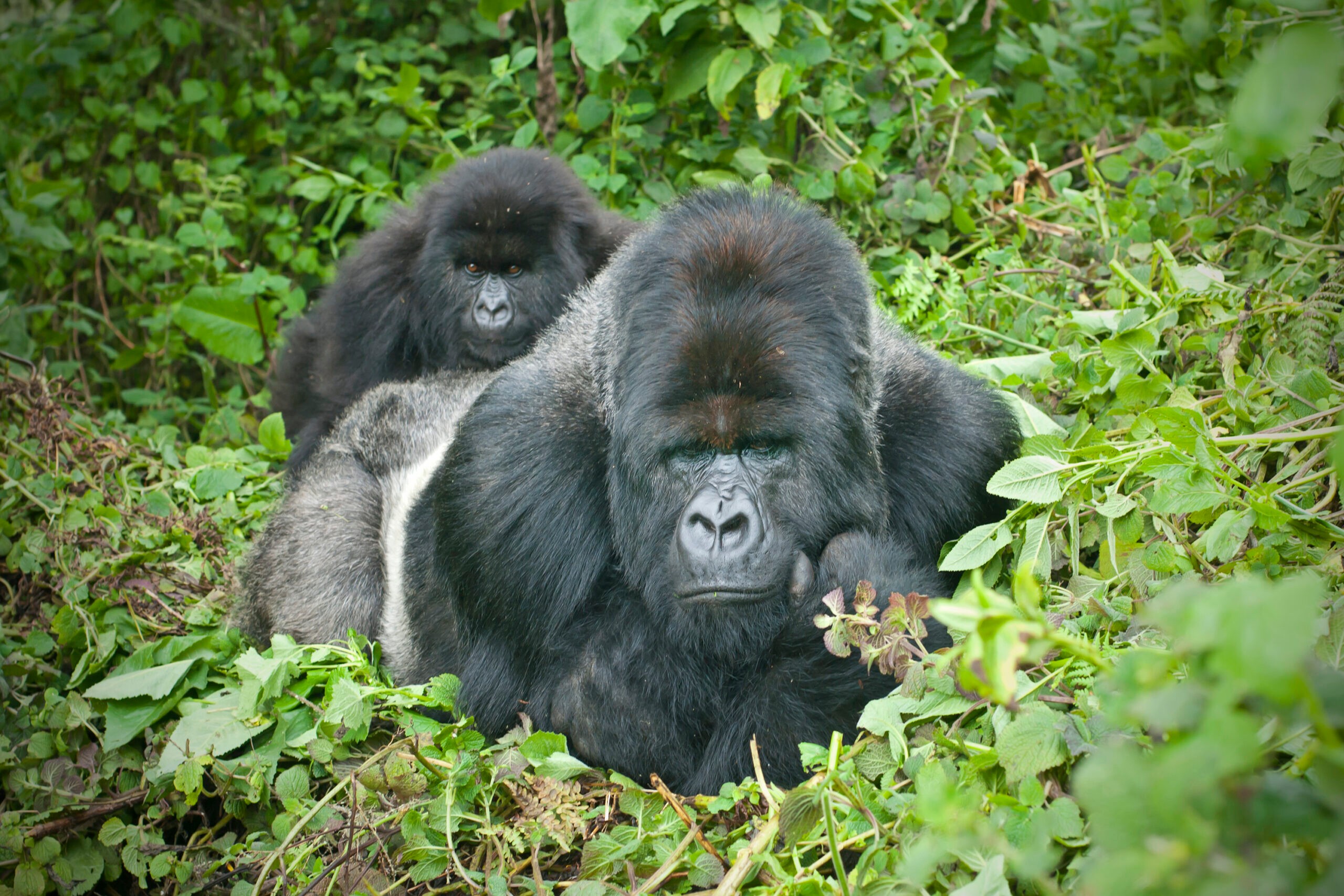 A dominant male silverback Mountain Gorilla carries his juvenile on his back in Rwanda./Getty Images