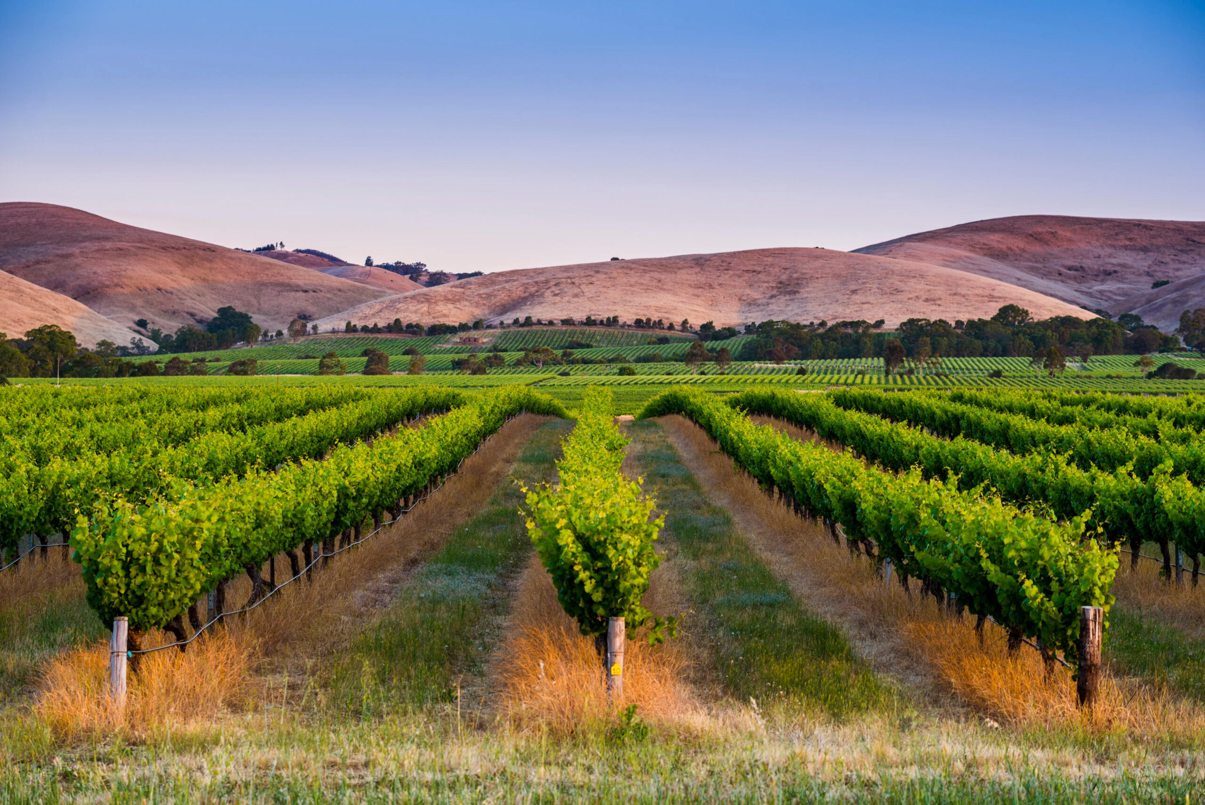 Barossa Valley, Australia, vineyard at dusk/Getty Images by Marco Bottigelli
