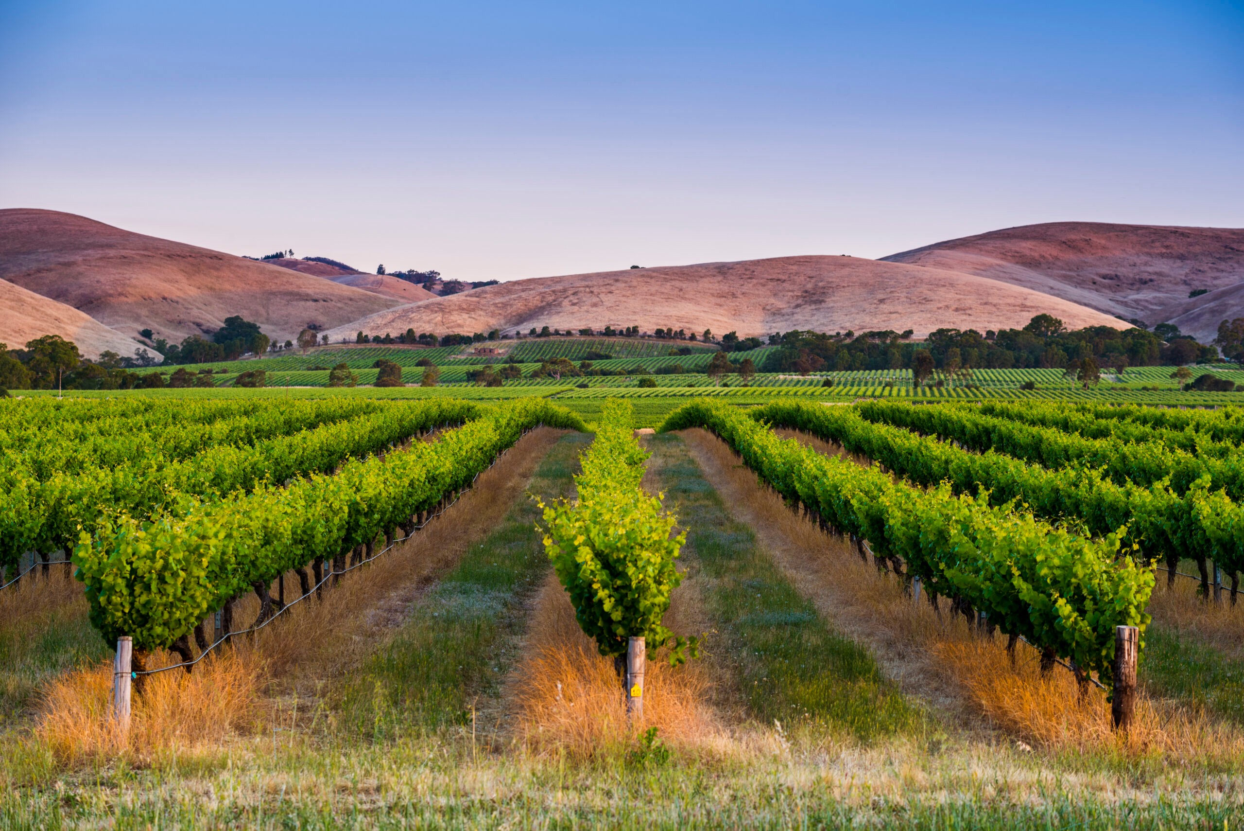 Barossa Valley, Australia, vineyard at dusk/Getty Images by Marco Bottigelli