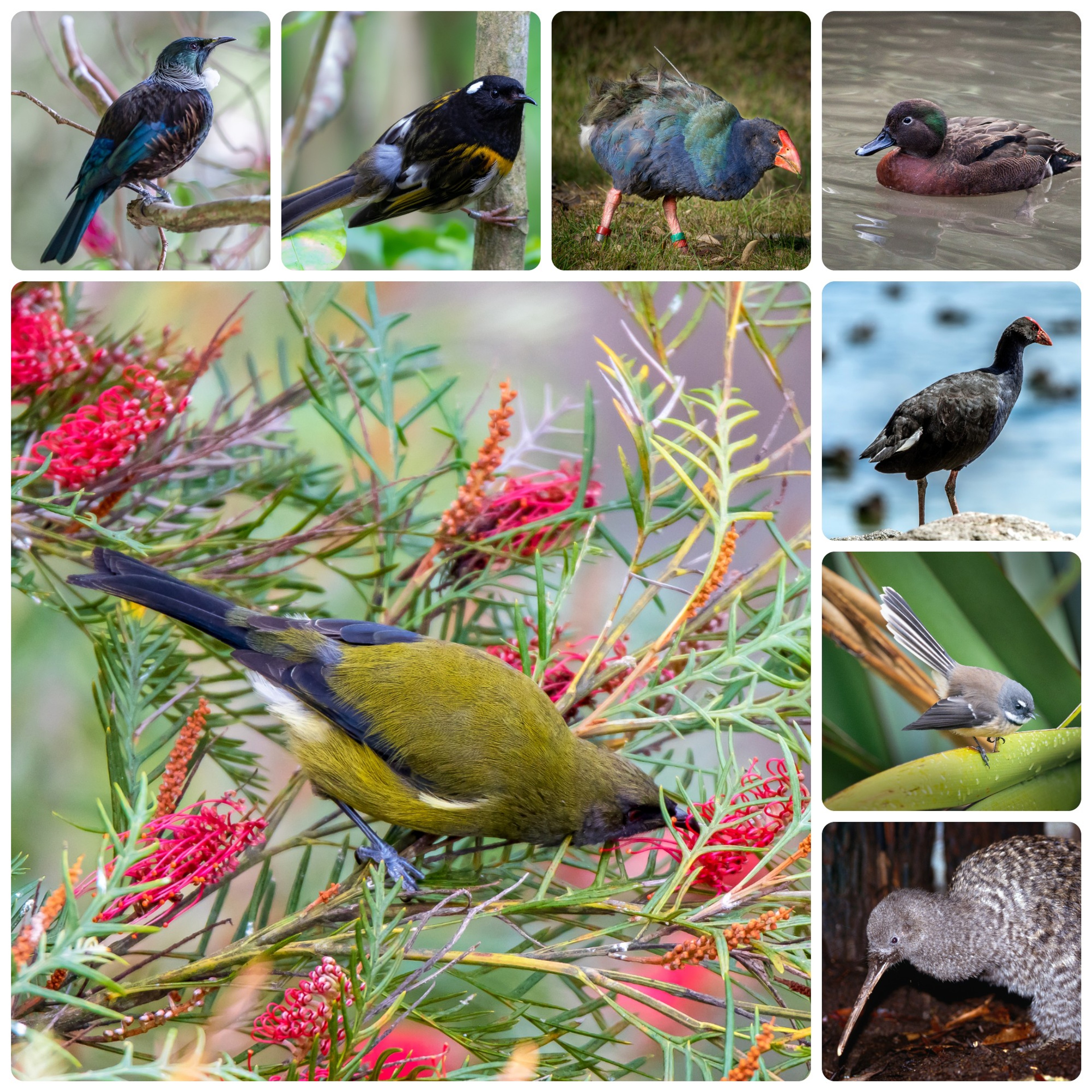Birds of the Tiritiri Matangi, from upper left clockwise: the tui, hihi, takahe, brown teal, pukeko, fantail, spotted kiwi and (large photo) the bellbird.