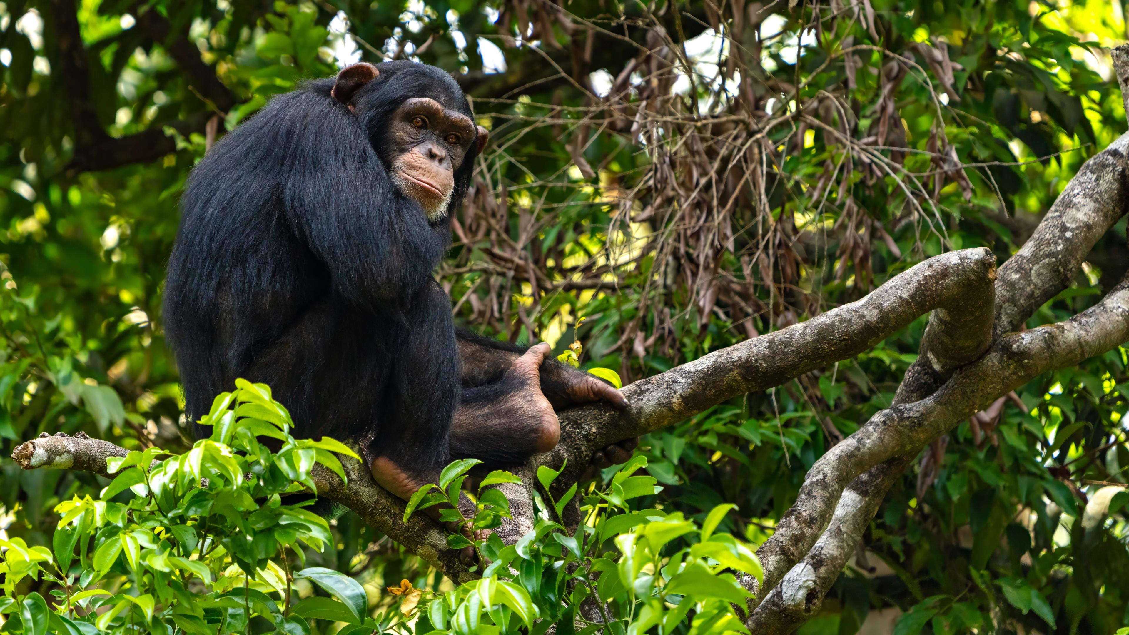 Tacugama Chimpanzee Sanctuary