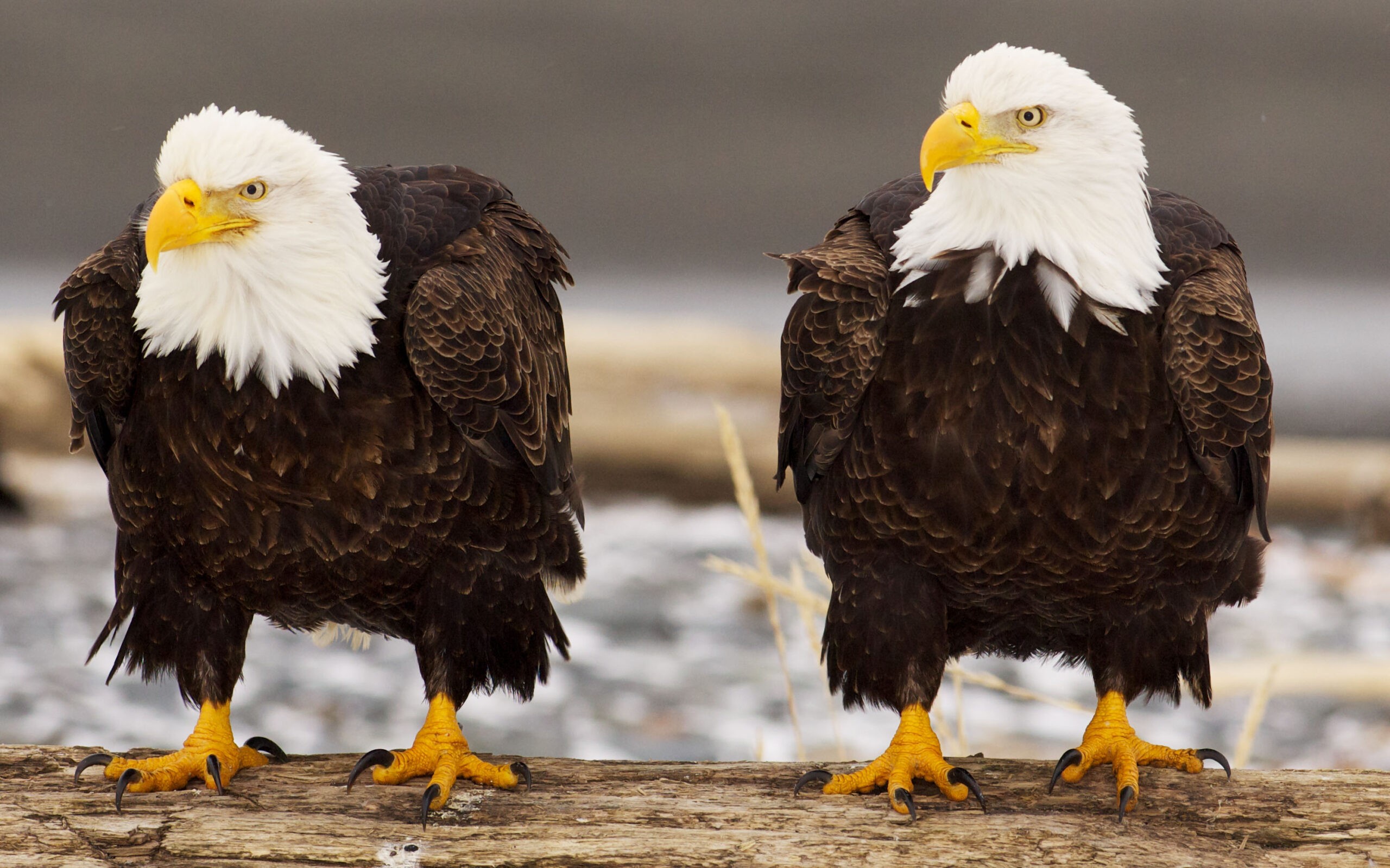 Bald eagles have yellow eyes, beaks and feet./Shutterstock