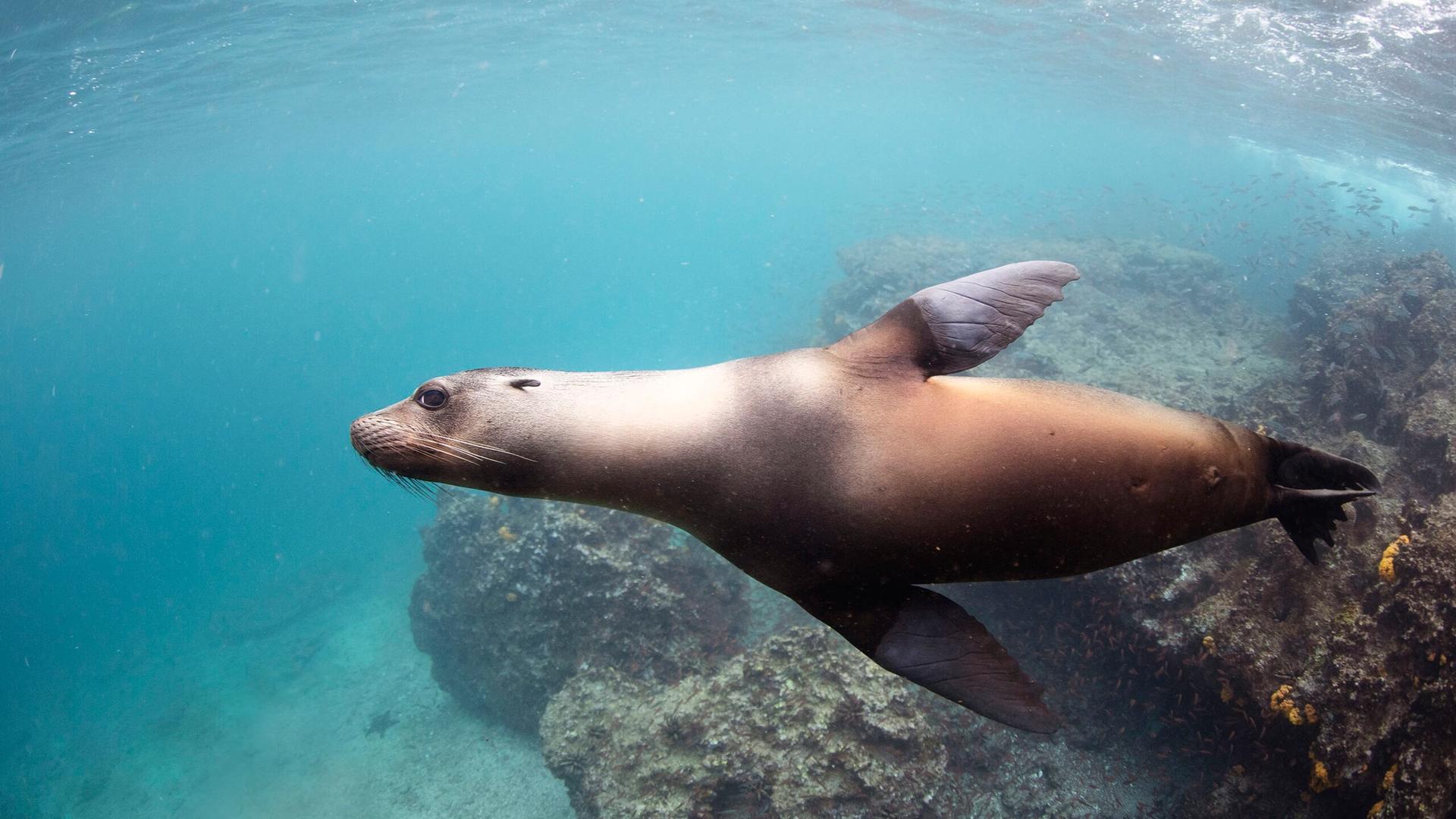 Freediving with the Galápagos Sea Lion