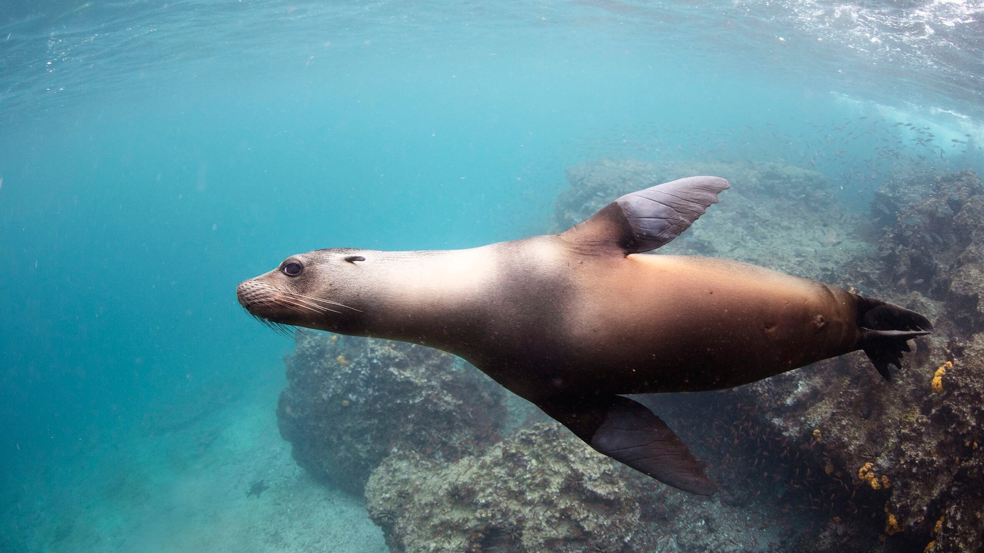 Freediving with the Galápagos Sea Lion